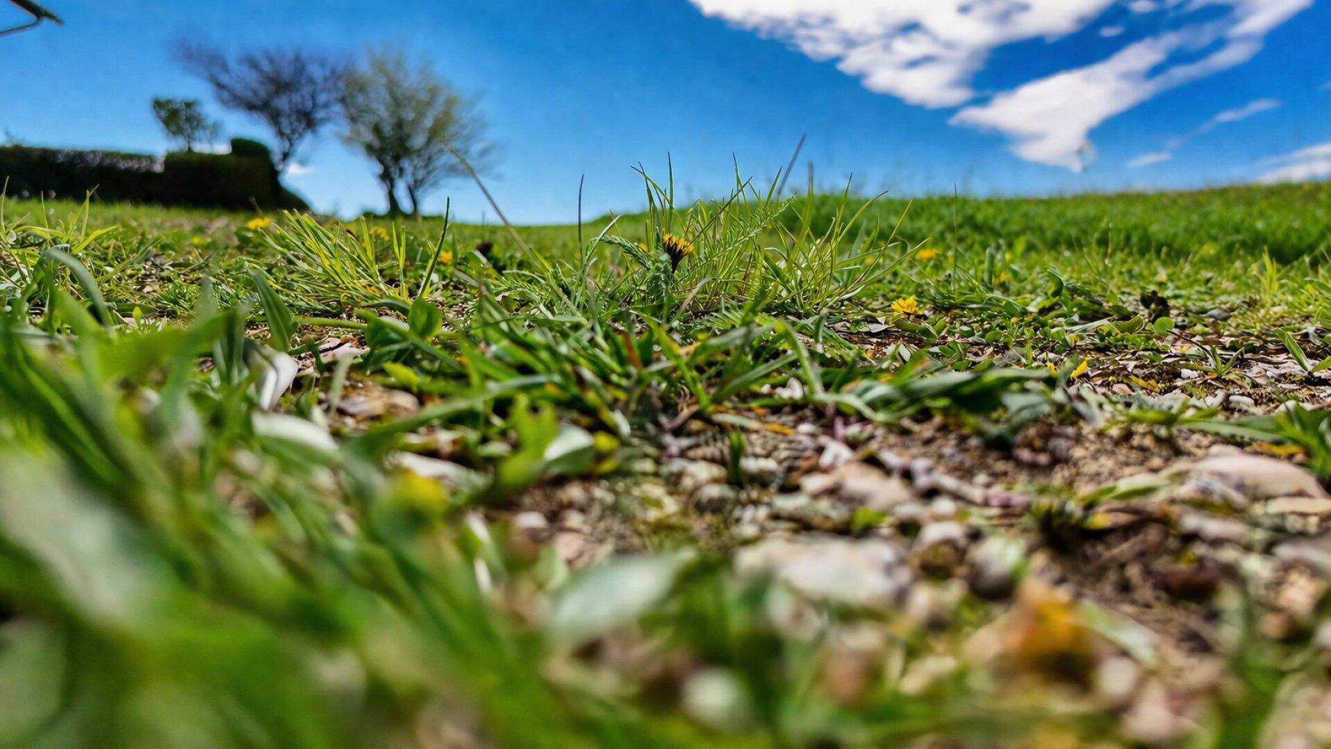 Nahaufnahme von Gras und kleinen Steinen auf dem Boden unter blauem Himmel.