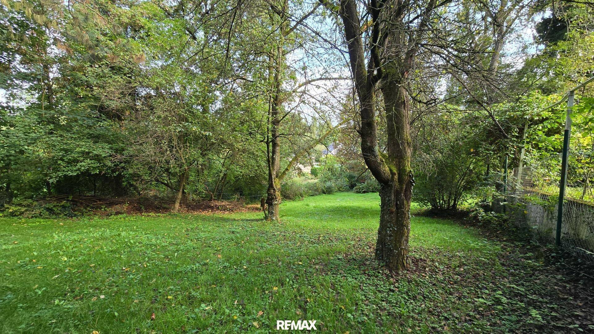 Großer, grüner Garten mit altem Baumbestand und viel Rasenfläche.