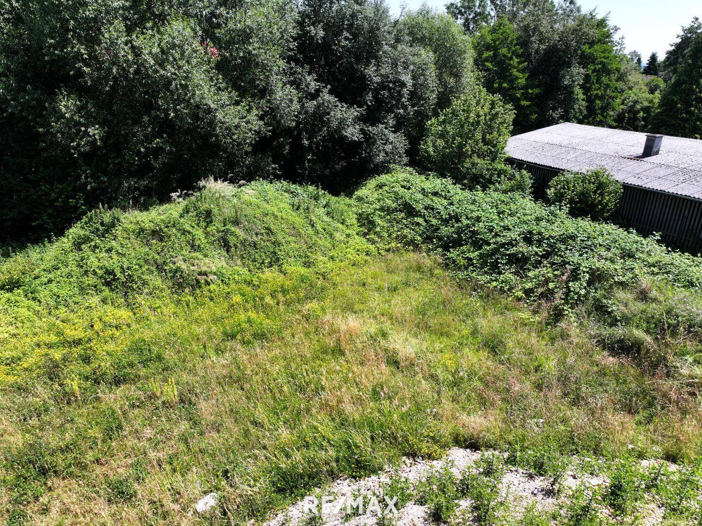 Nahaufnahme einer verwilderten, grasbewachsenen Fläche mit Büschen und einem Schuppen im Hintergrund.