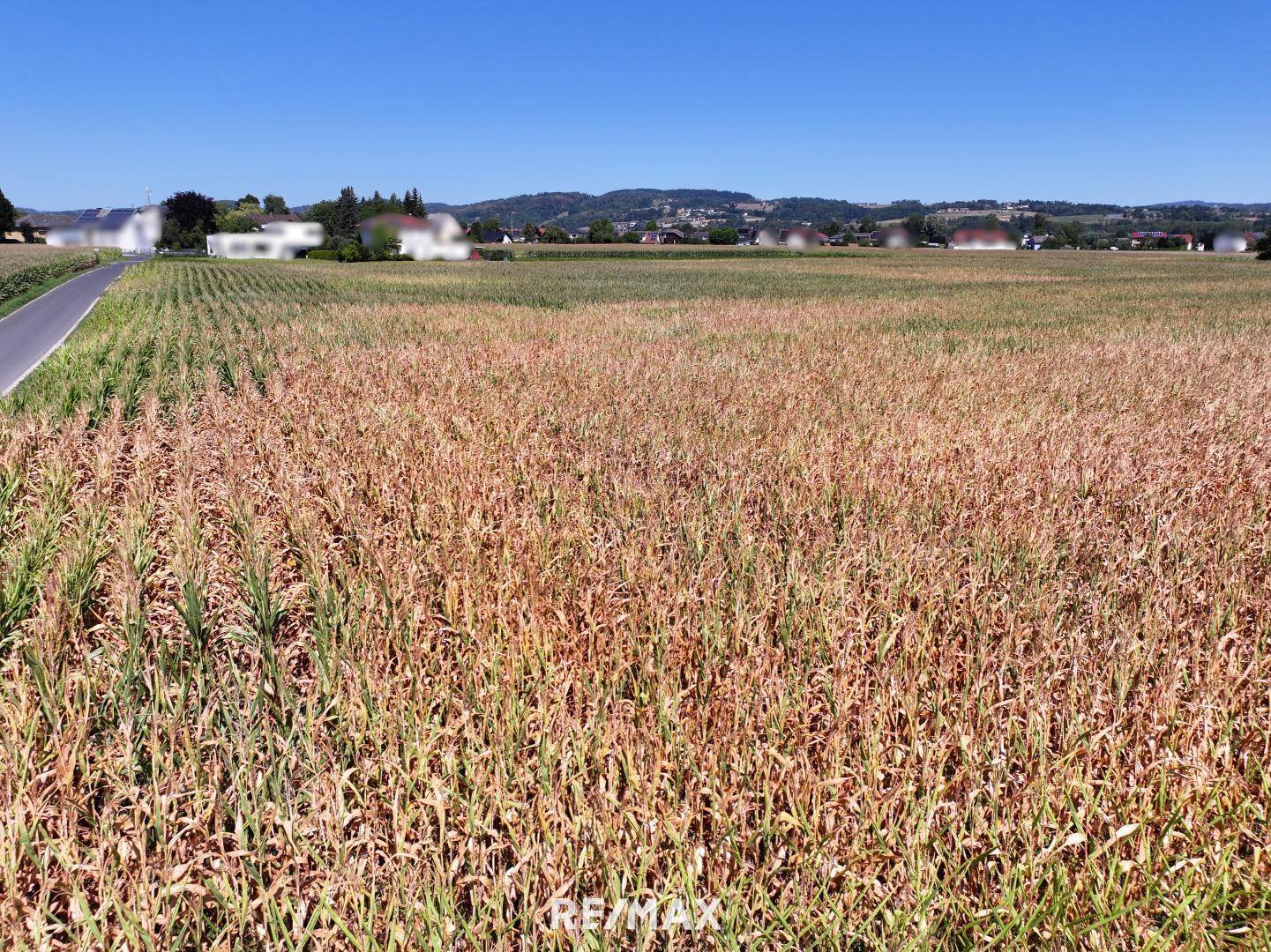 Weitläufiges Feld mit angrenzender Straße und Häusern in der Ferne unter klarem blauem Himmel.