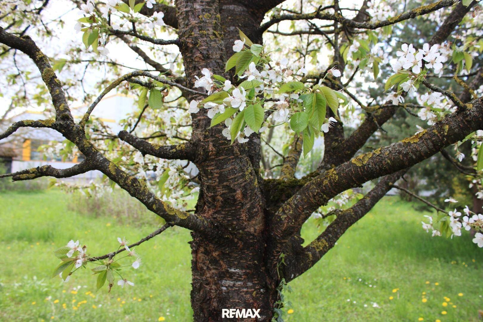 Nahaufnahme eines blühenden Baumes mit weißen Blüten im Garten.