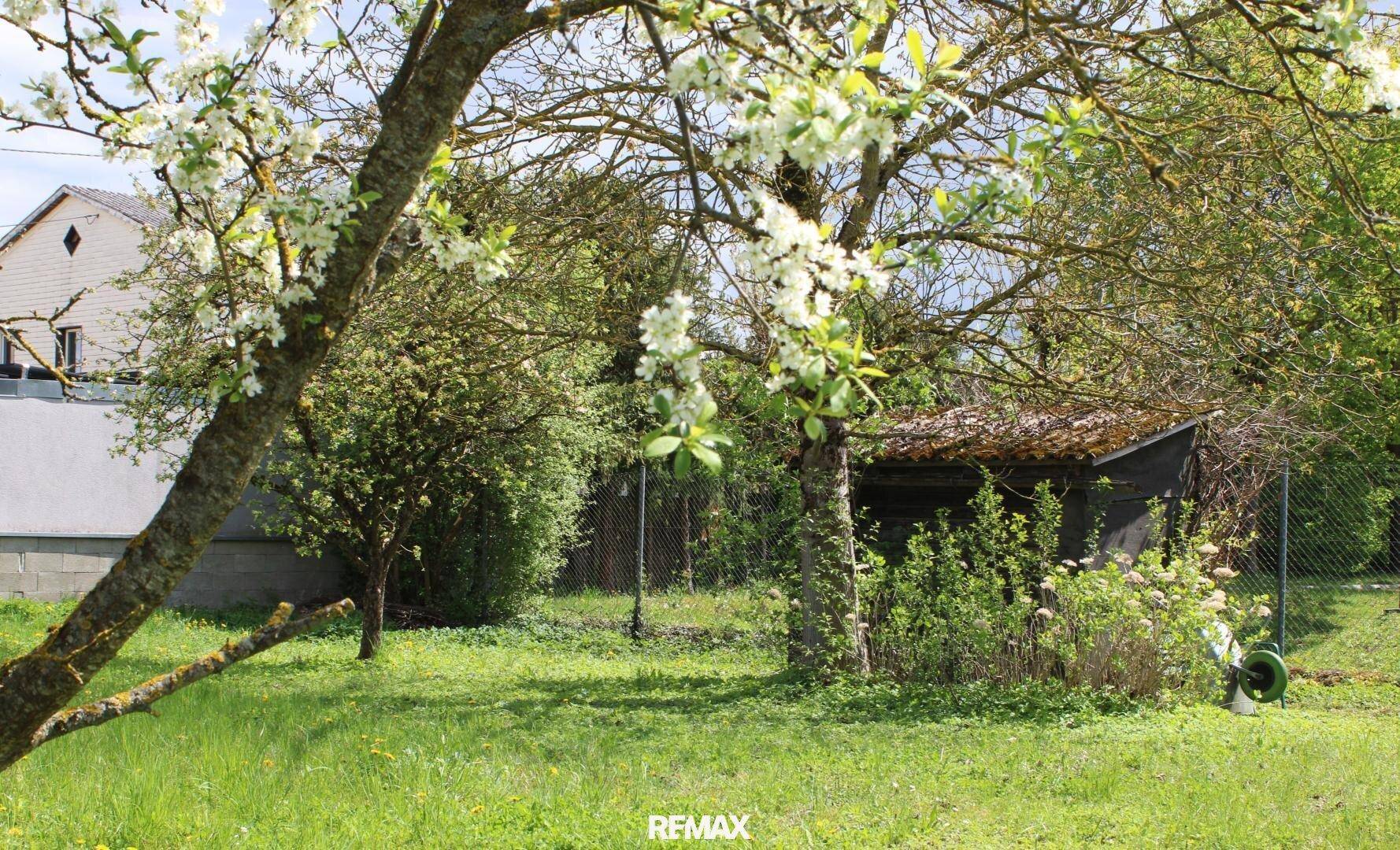 Blühender Baum im Garten mit Blick auf einen kleinen Geräteschuppen.