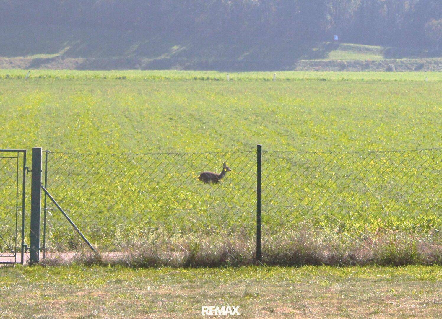 Reh auf einem weiten grünen Feld hinter einem Zaun, umgeben von Natur.