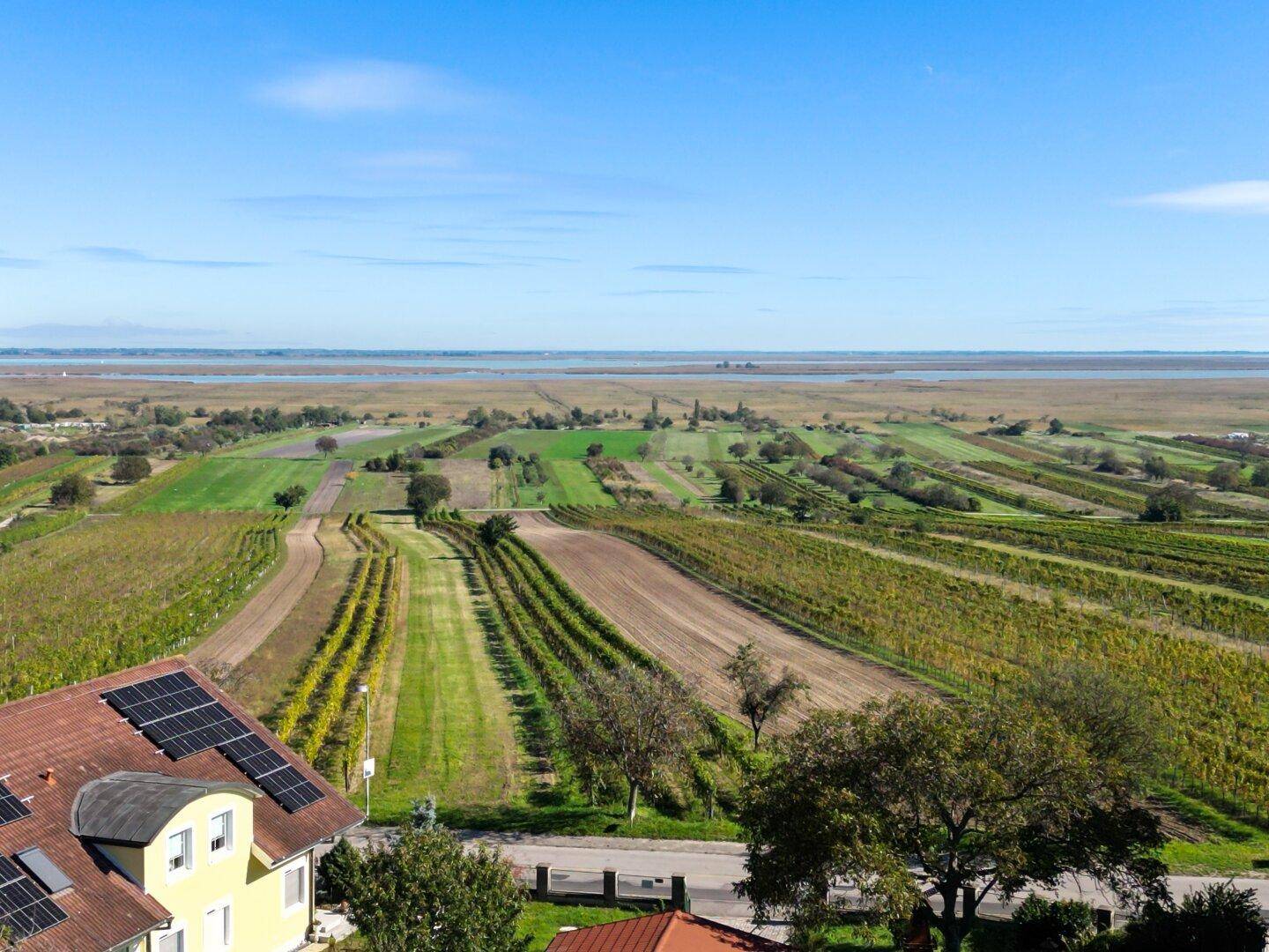 Ausblick über die Weinreben hinweg auf den Neusiedler See