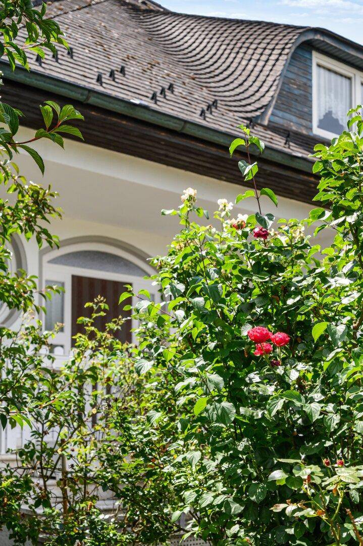 Blühende Rosenbüsche vor der weißen Hausfassade mit traditionellen Fenstern.