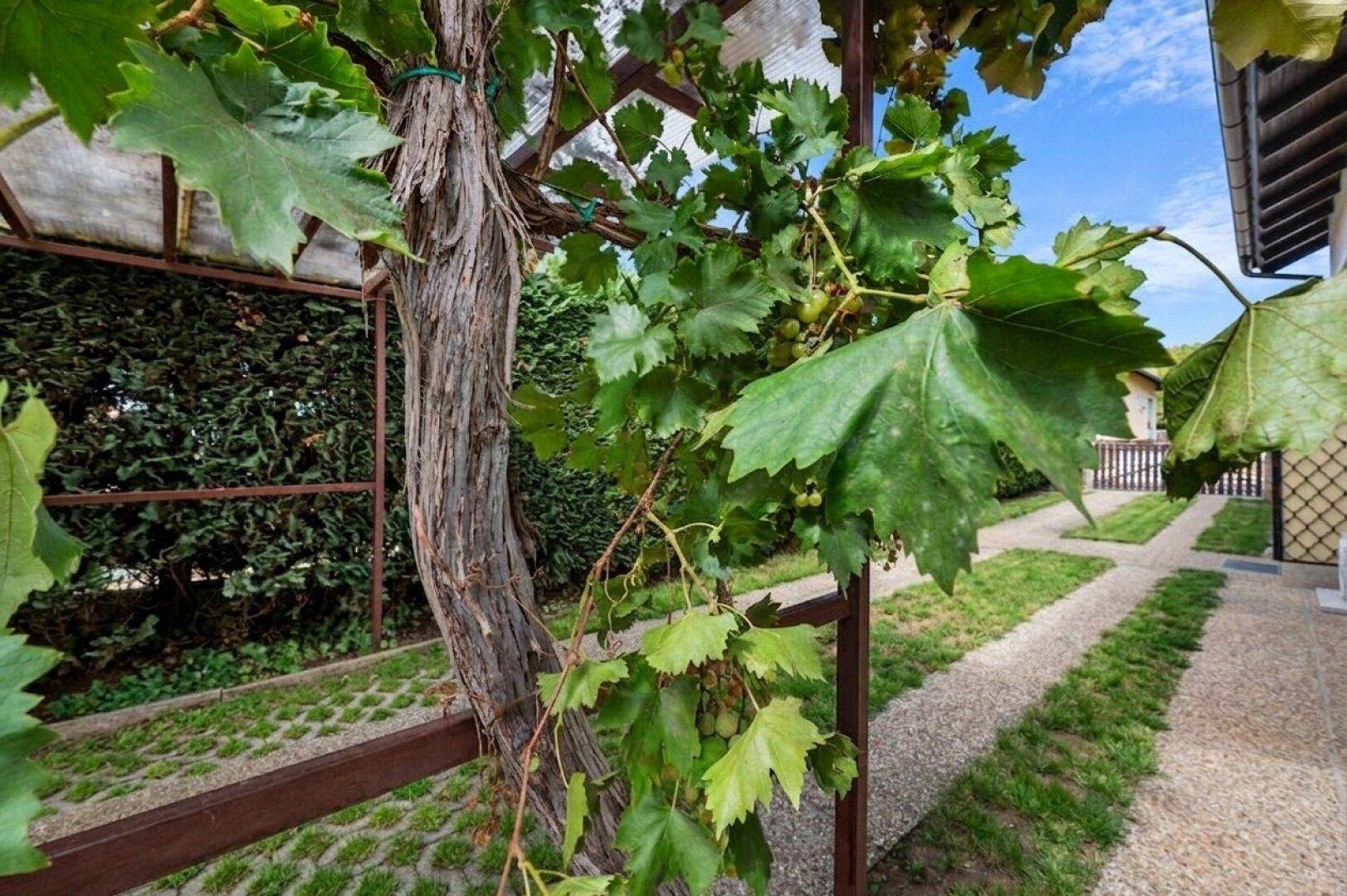 Nahaufnahme von Weinreben, die an einer Pergola wachsen und Früchte tragen.