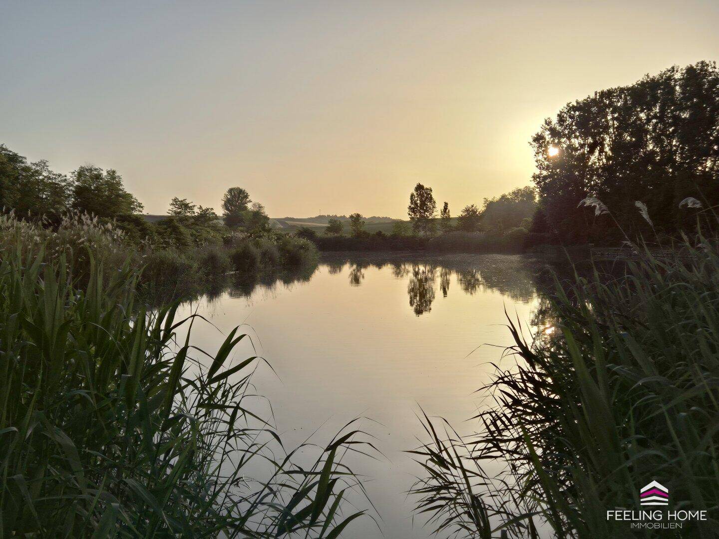 Sonnenuntergang über einem stillen See, umgeben von hohem Schilf und Bäumen, die sich im Wasser spiegeln.