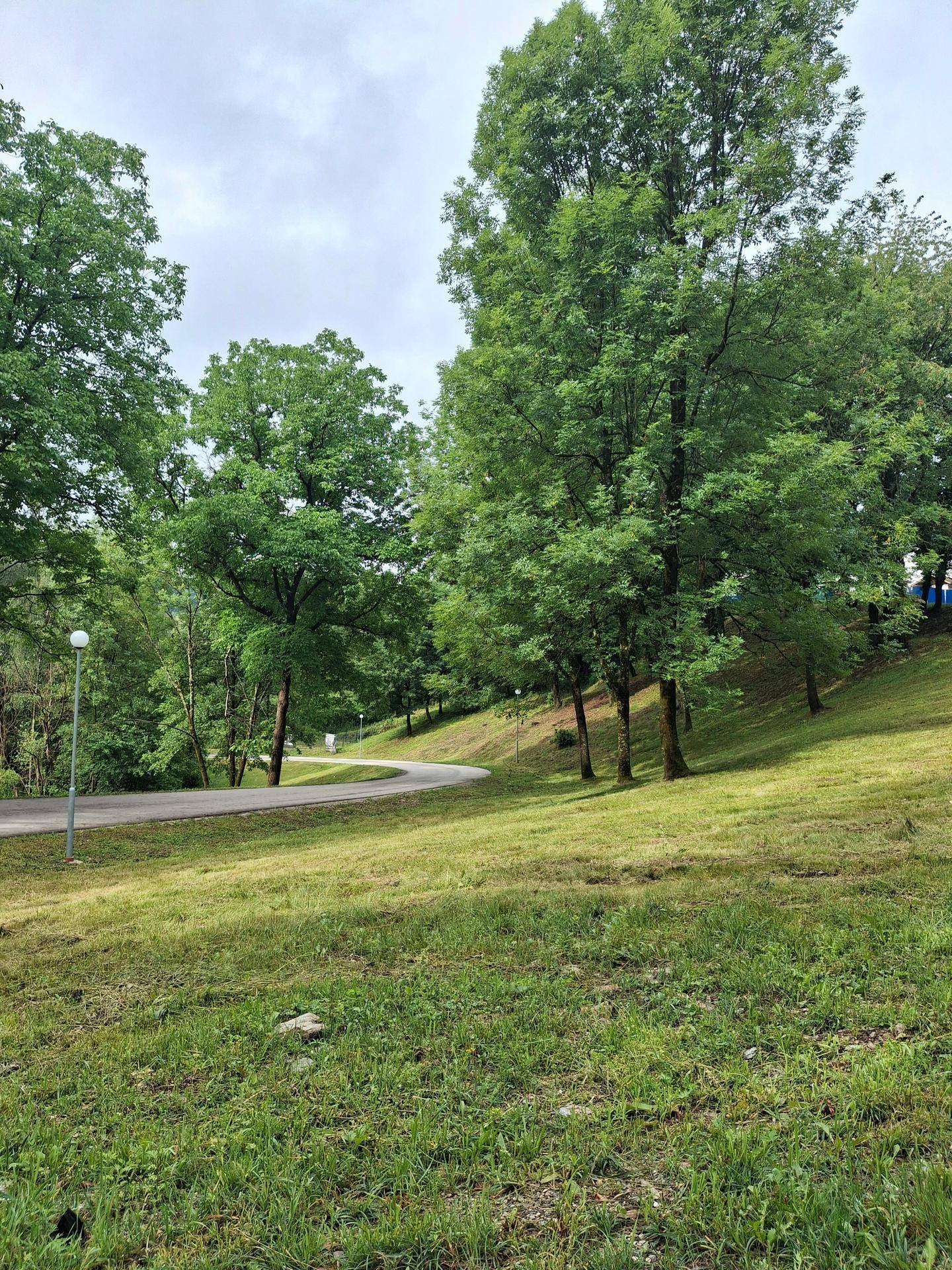 Grüne Hügellandschaft mit Bäumen und einer geschwungenen Straße unter bewölktem Himmel.