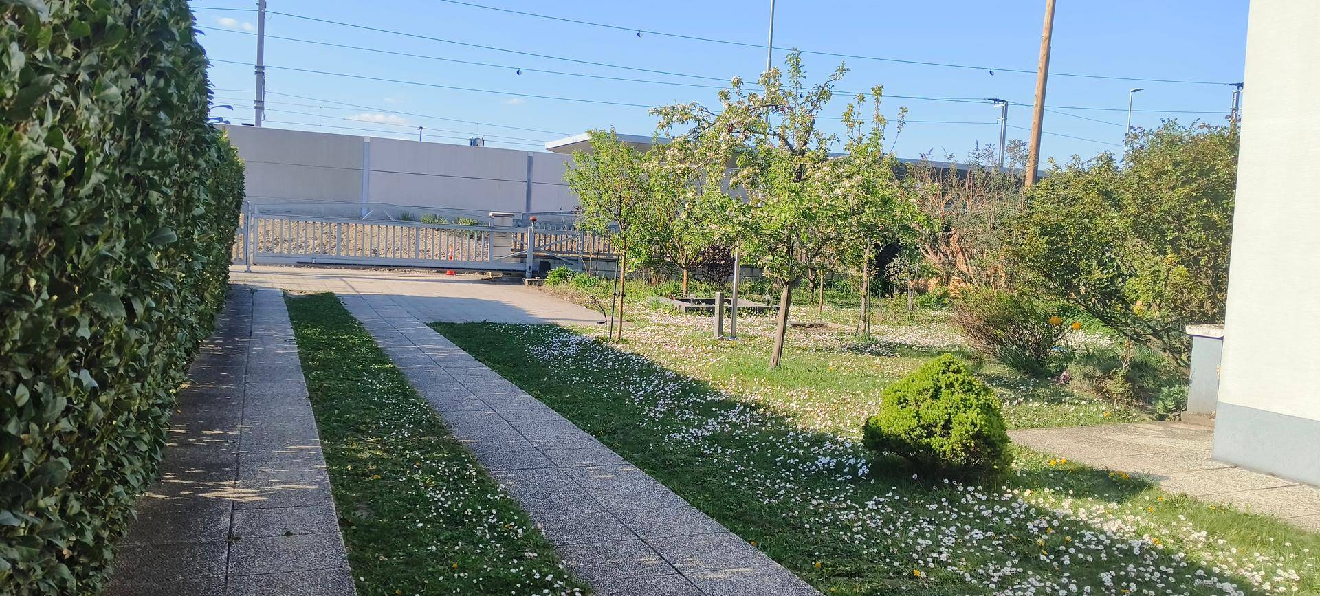 Grüner Gartenbereich mit Rasen, Bäumen und einer hohen Hecke entlang der Grundstücksgrenze.