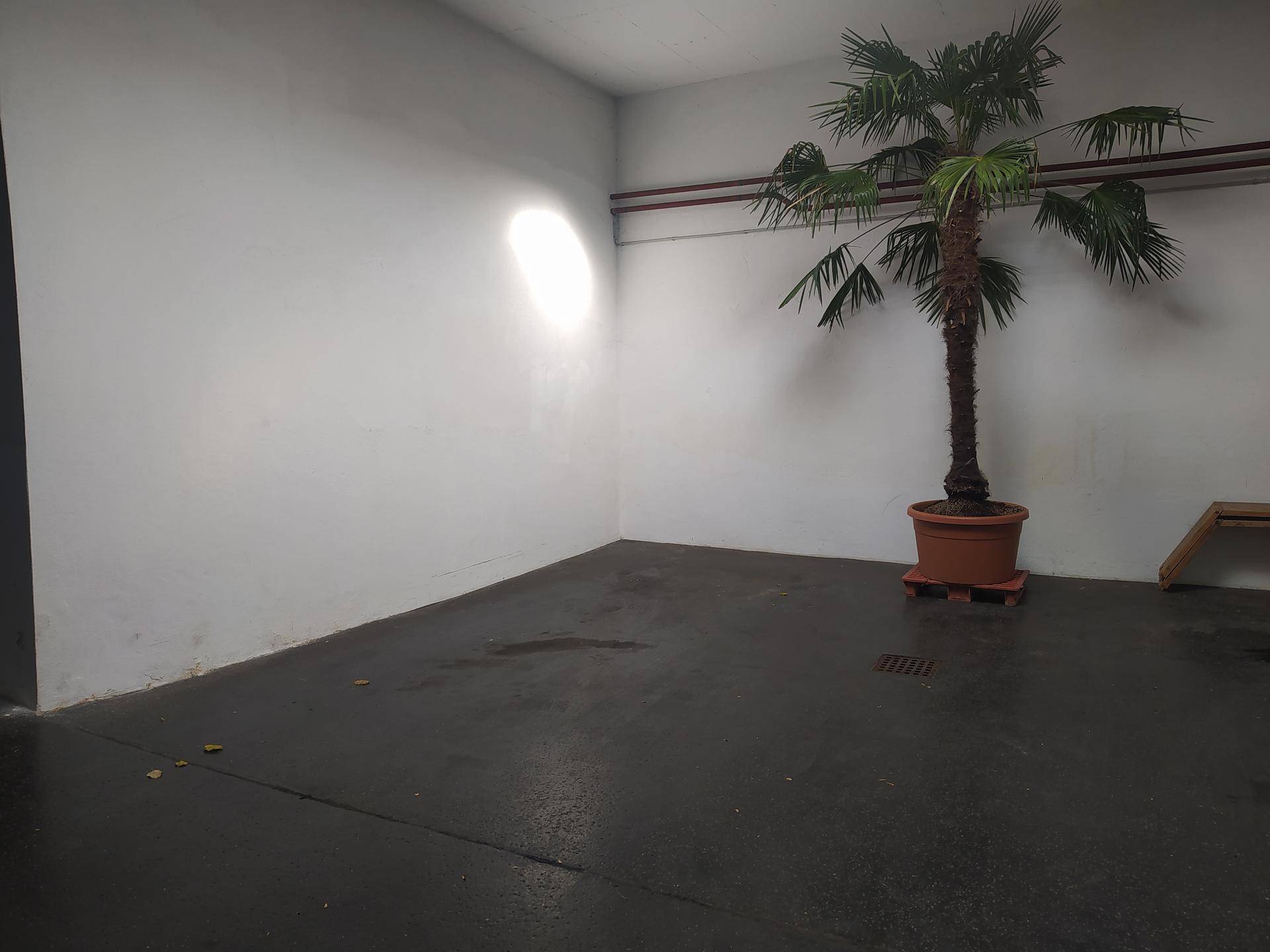 Leerer Innenraum mit einer Palme in einem Topf und Betonboden.