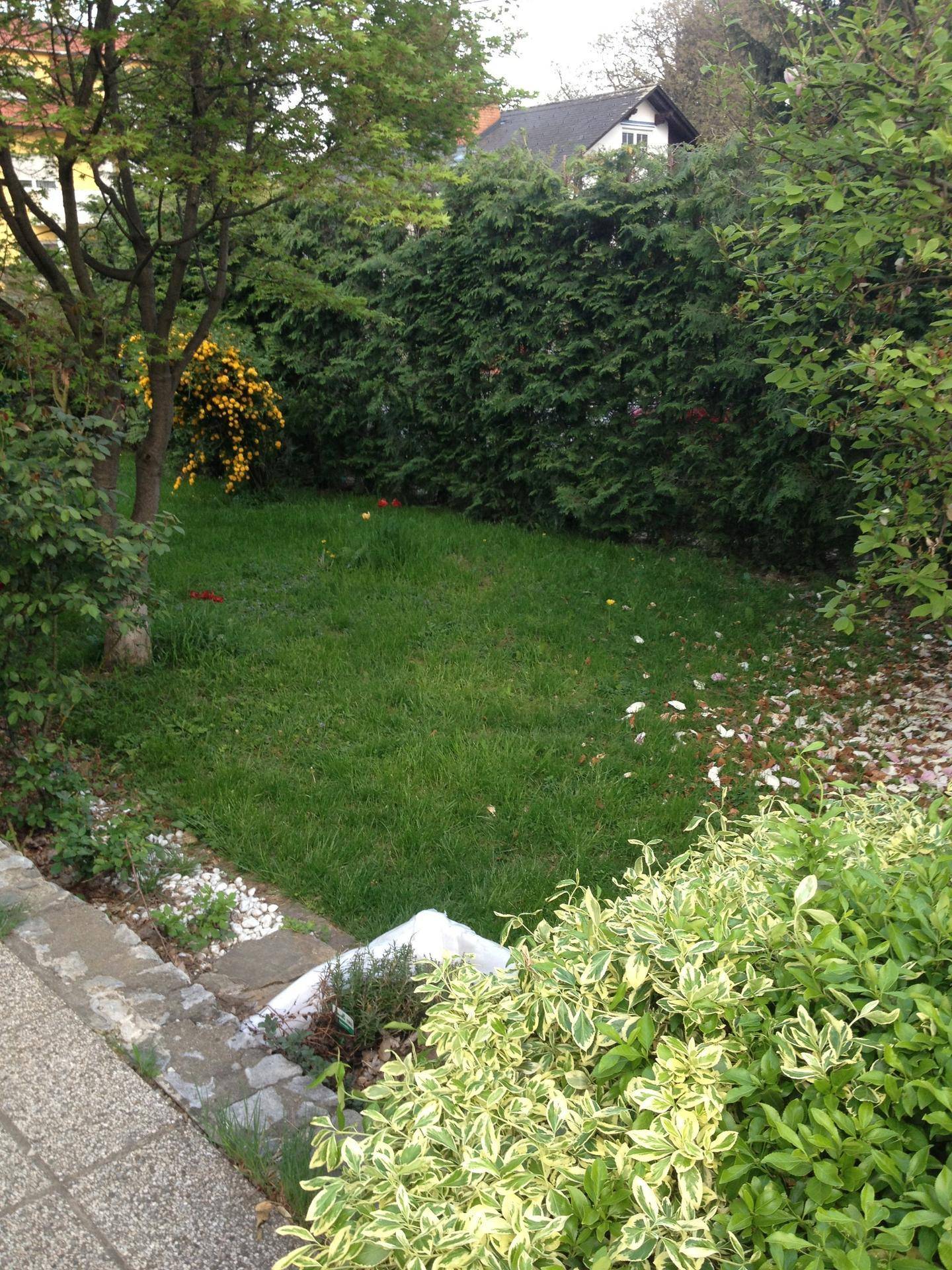 Kleiner, privater Gartenbereich mit Rasenfläche, umgeben von hohen Hecken und Bäumen.