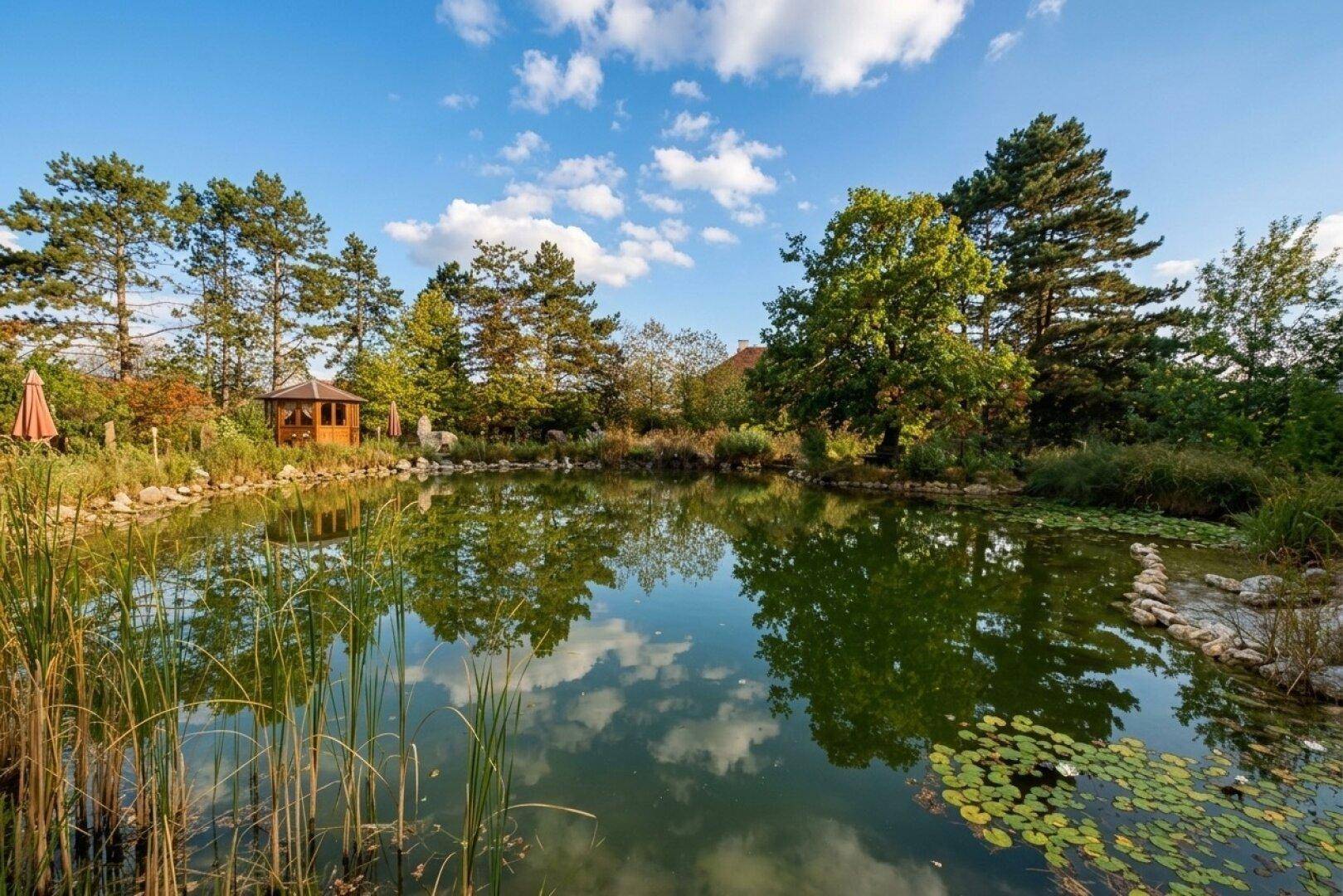Idyllischer Gartenteich mit Seerosen, Schilf und einem Gartenhaus im Hintergrund unter blauem Himmel.