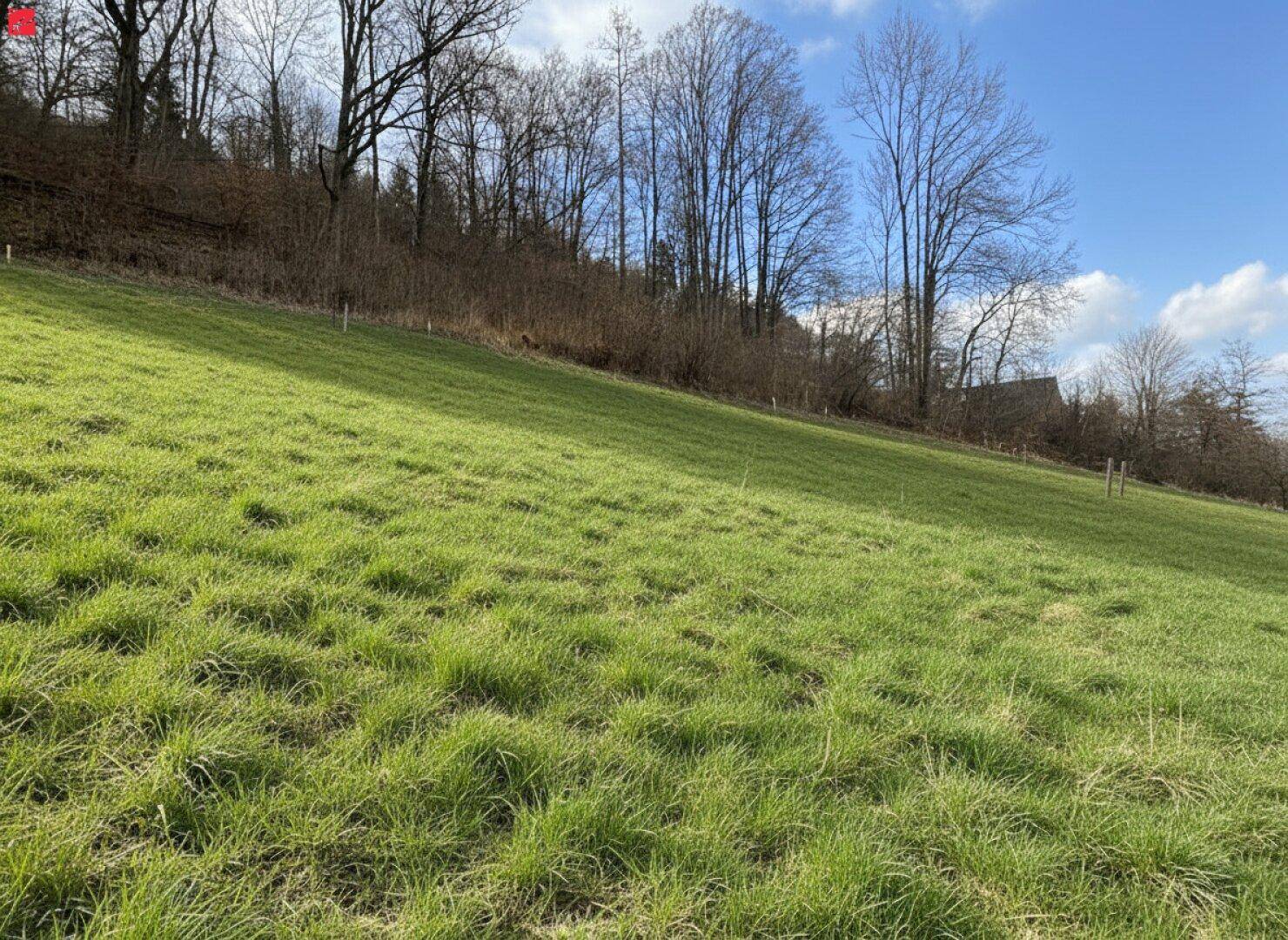Weitläufige grüne Wiese an einem Hang mit kahlen Bäumen im Hintergrund unter klarem Himmel.