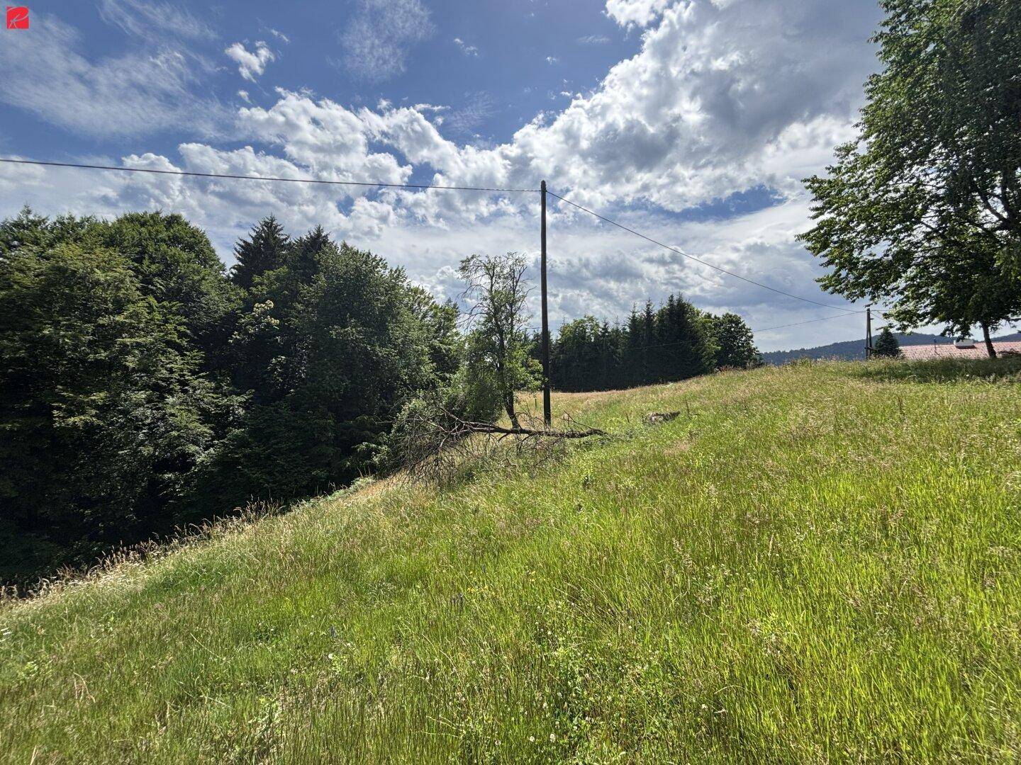 Hügeliges, grünes Gelände mit hohen Gräsern und Bäumen unter einem bewölkten Sommerhimmel.