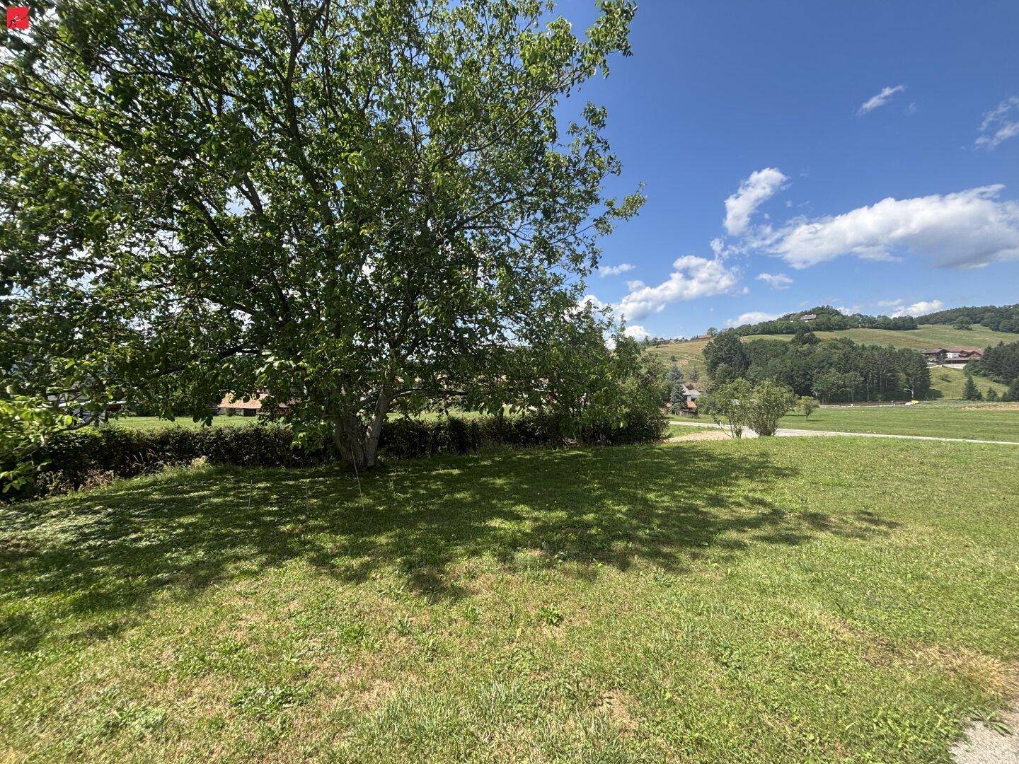 Großer Baum spendet Schatten auf einer sonnigen Wiese mit Blick auf die umliegende Hügellandschaft.