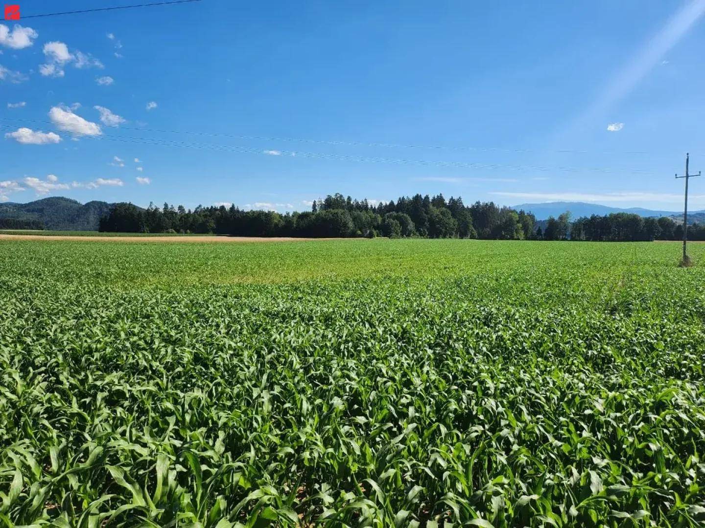 Weites Feld mit grünen Pflanzen unter einem klaren blauen Himmel, umgeben von Wäldern in der Ferne.