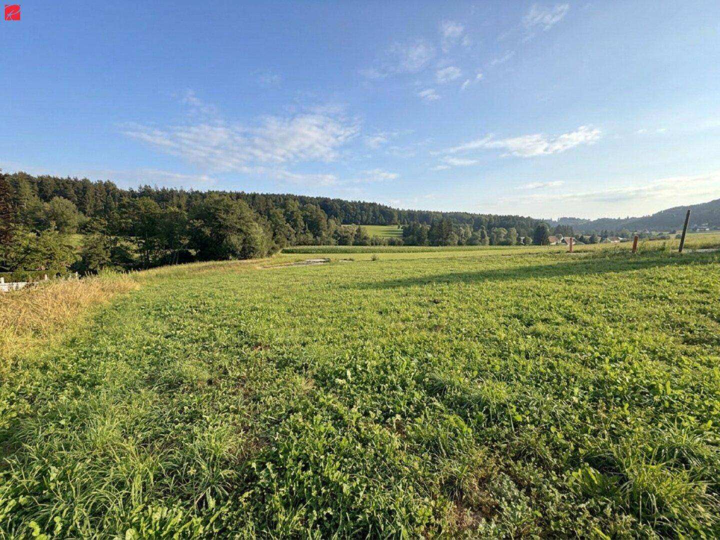 Weitläufiges grünes Feld mit Waldrand in der Ferne unter einem klaren blauen Himmel.