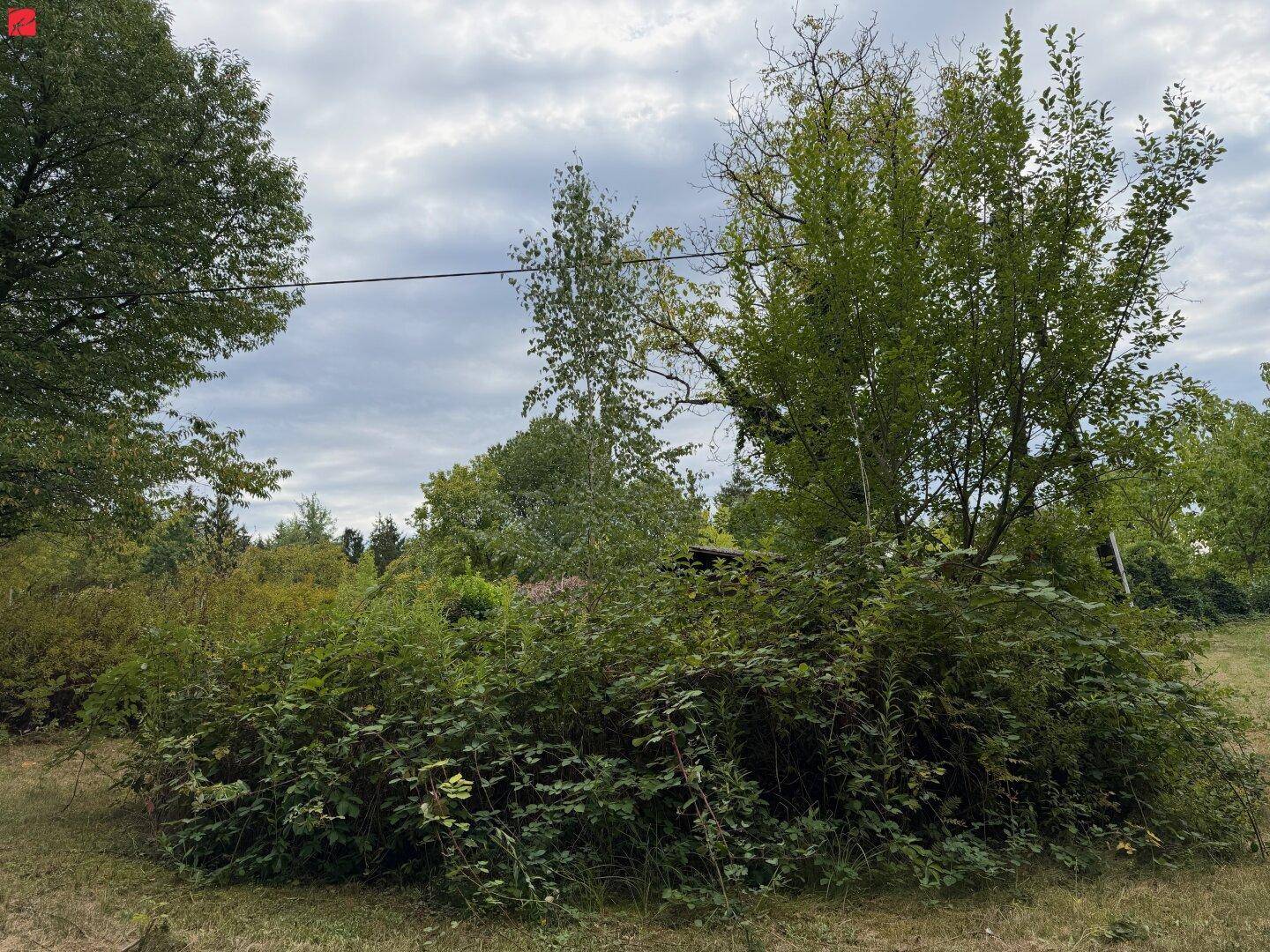 Eine dichte Ansammlung von Büschen und Bäumen in einer natürlichen, unberührten Landschaft unter bewölktem Himmel.
