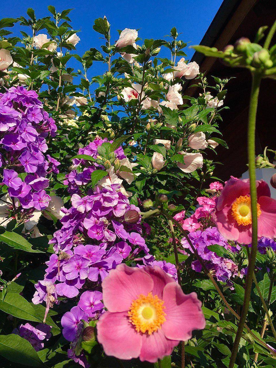 Nahaufnahme von leuchtend rosa und lila Blüten in einem üppigen Garten unter blauem Himmel.