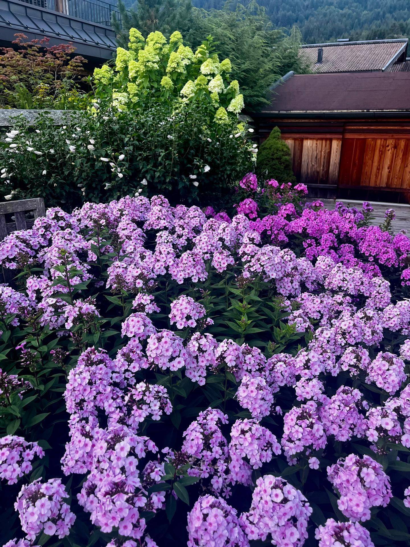 Nahaufnahme von leuchtend lila und rosa Blüten in einem üppigen Garten, der die Umgebung verschönert.