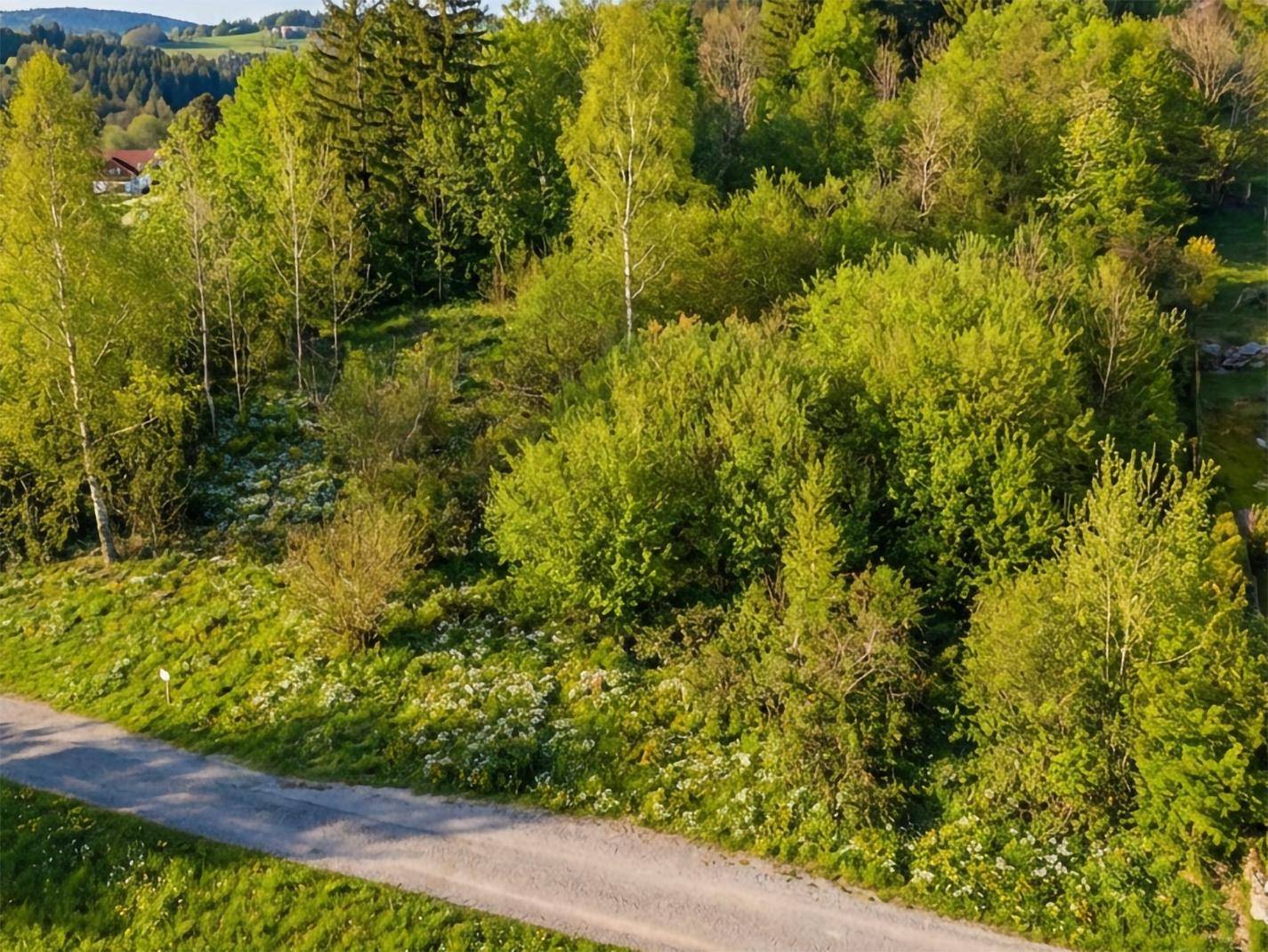 Luftaufnahme eines grünen Grundstücks mit dichtem Baumbestand und einem Feldweg.