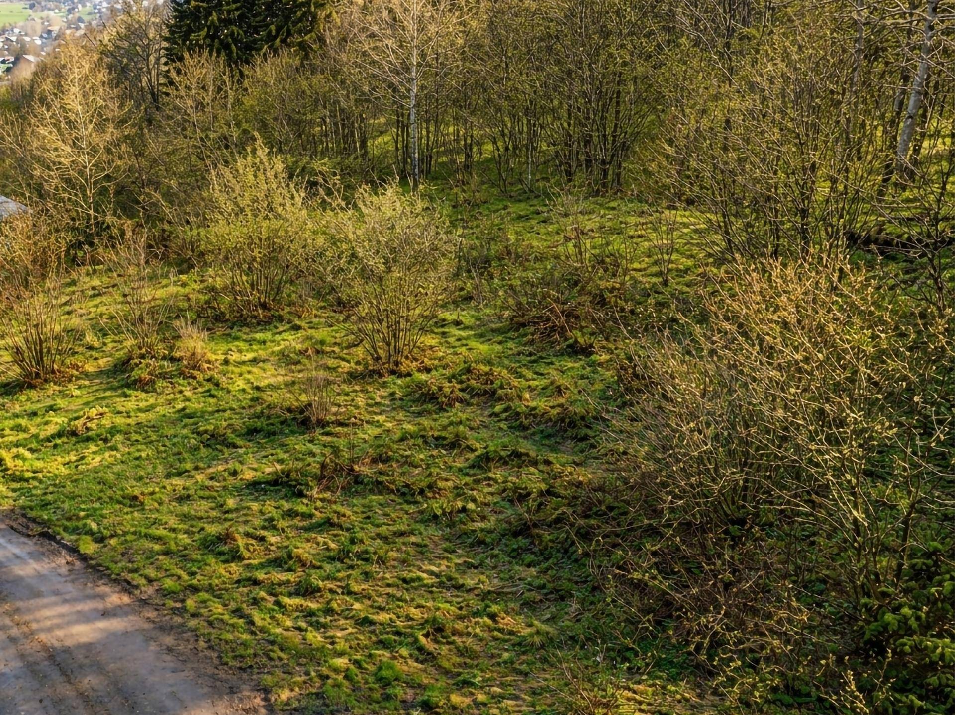 Sonniges Grundstück mit Grasflächen, jungen Bäumen und Sträuchern in ländlicher Umgebung.