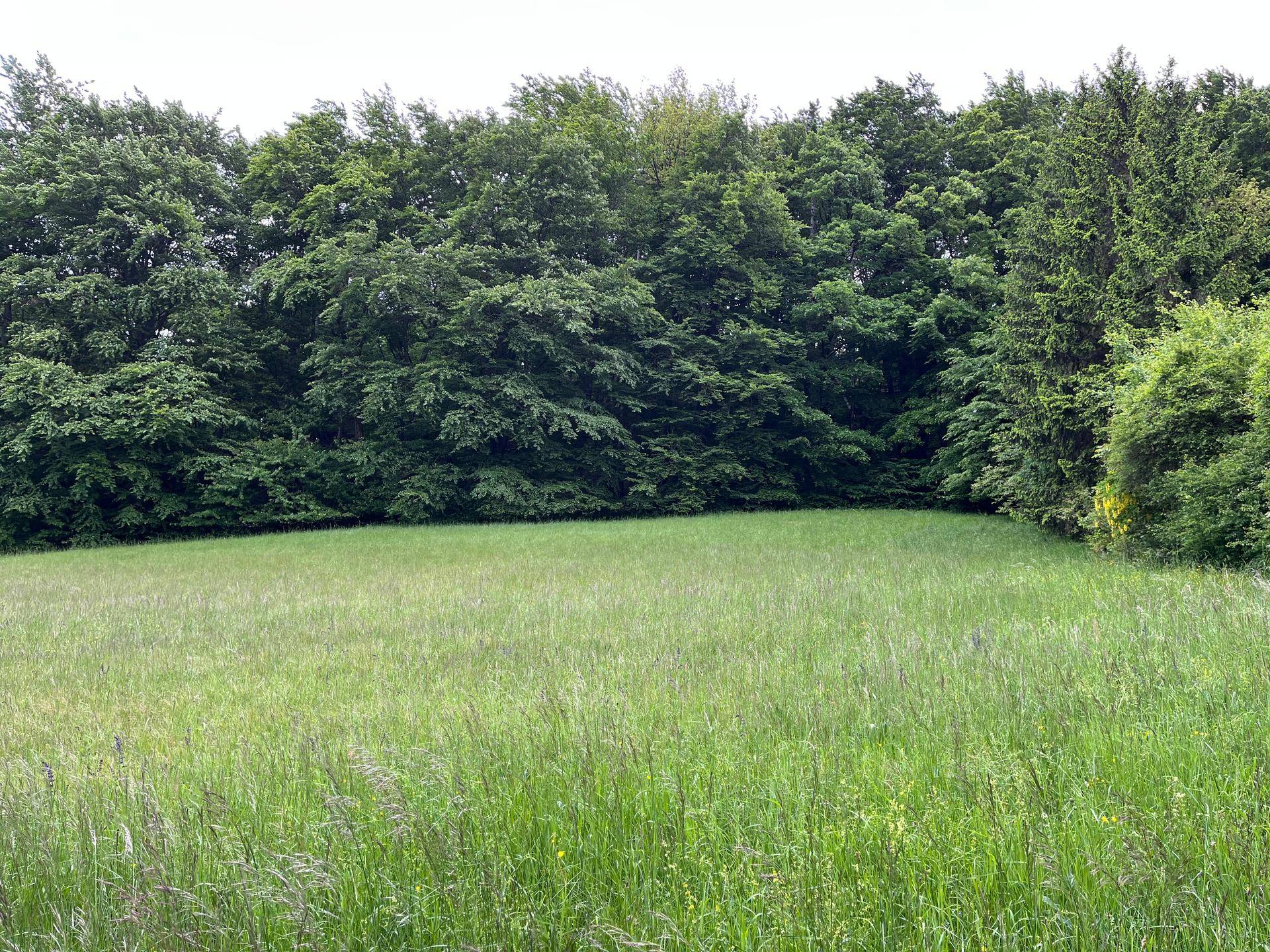 Üppige grüne Wiese grenzt an einen dichten, bewaldeten Bereich unter einem hellen Himmel.