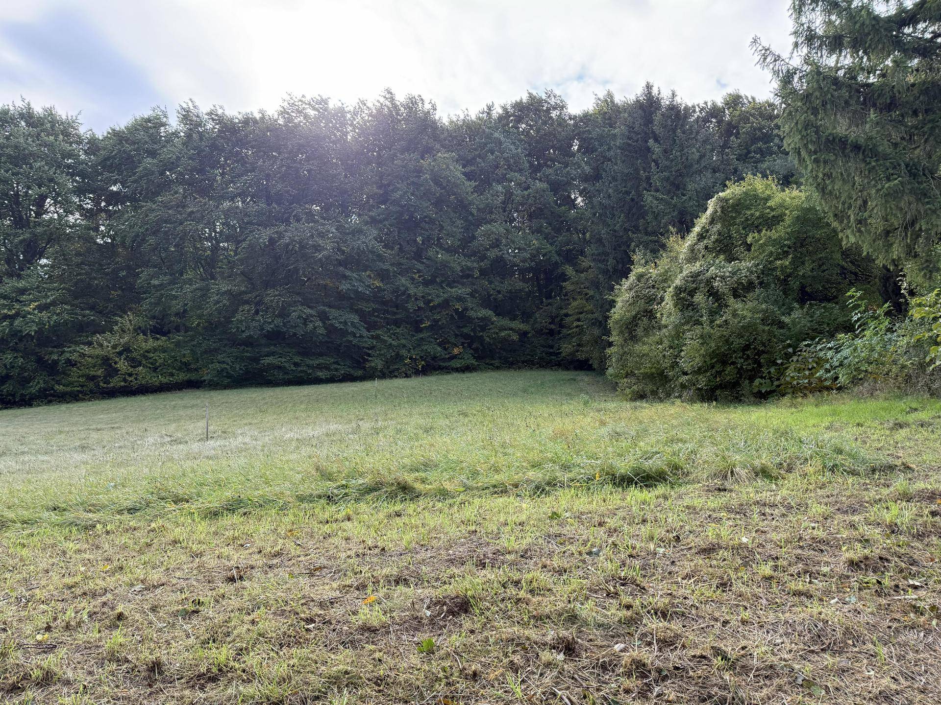 Grüne Wiese am Rande eines dichten Waldes unter hellem Himmel mit Sonnenschein.