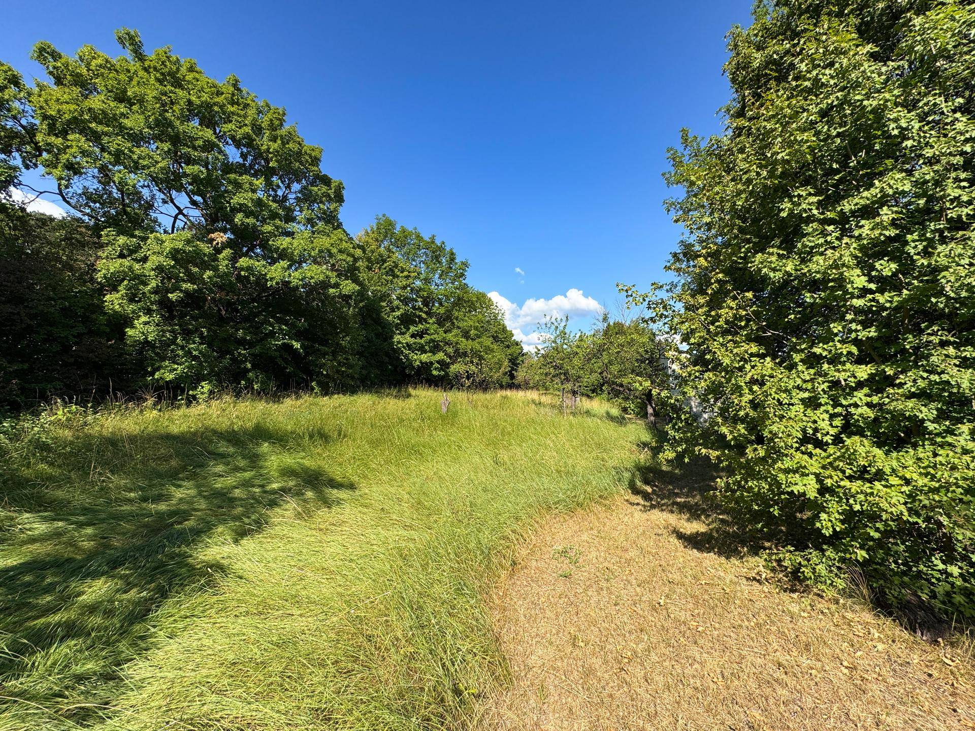 Weitläufige Grünfläche mit hohem Gras und Bäumen unter strahlend blauem Himmel, ideal für Naturliebhaber.