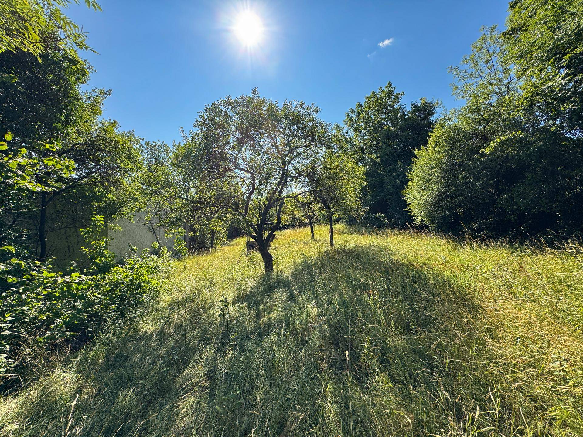 Sonnige Grünfläche mit Obstbäumen auf einem Hügel, umgeben von üppiger Natur und blauem Himmel.