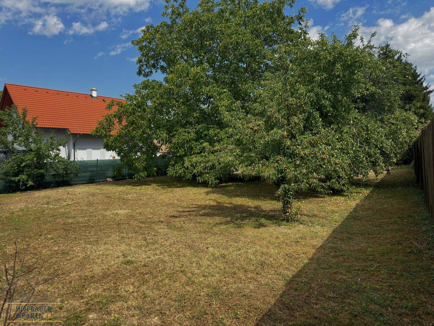 Großer, sonniger Gartenbereich mit einer weiten Rasenfläche und einem alten Obstbaum.