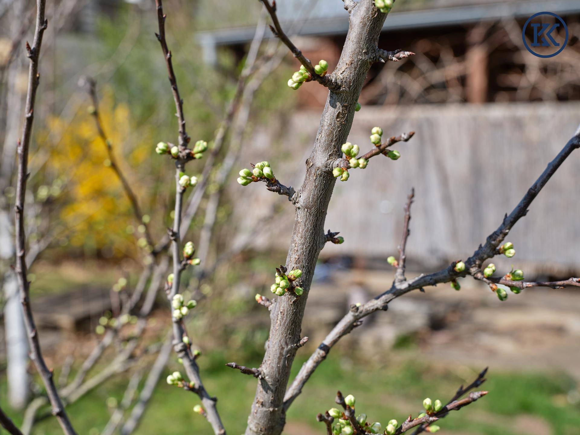 Garten