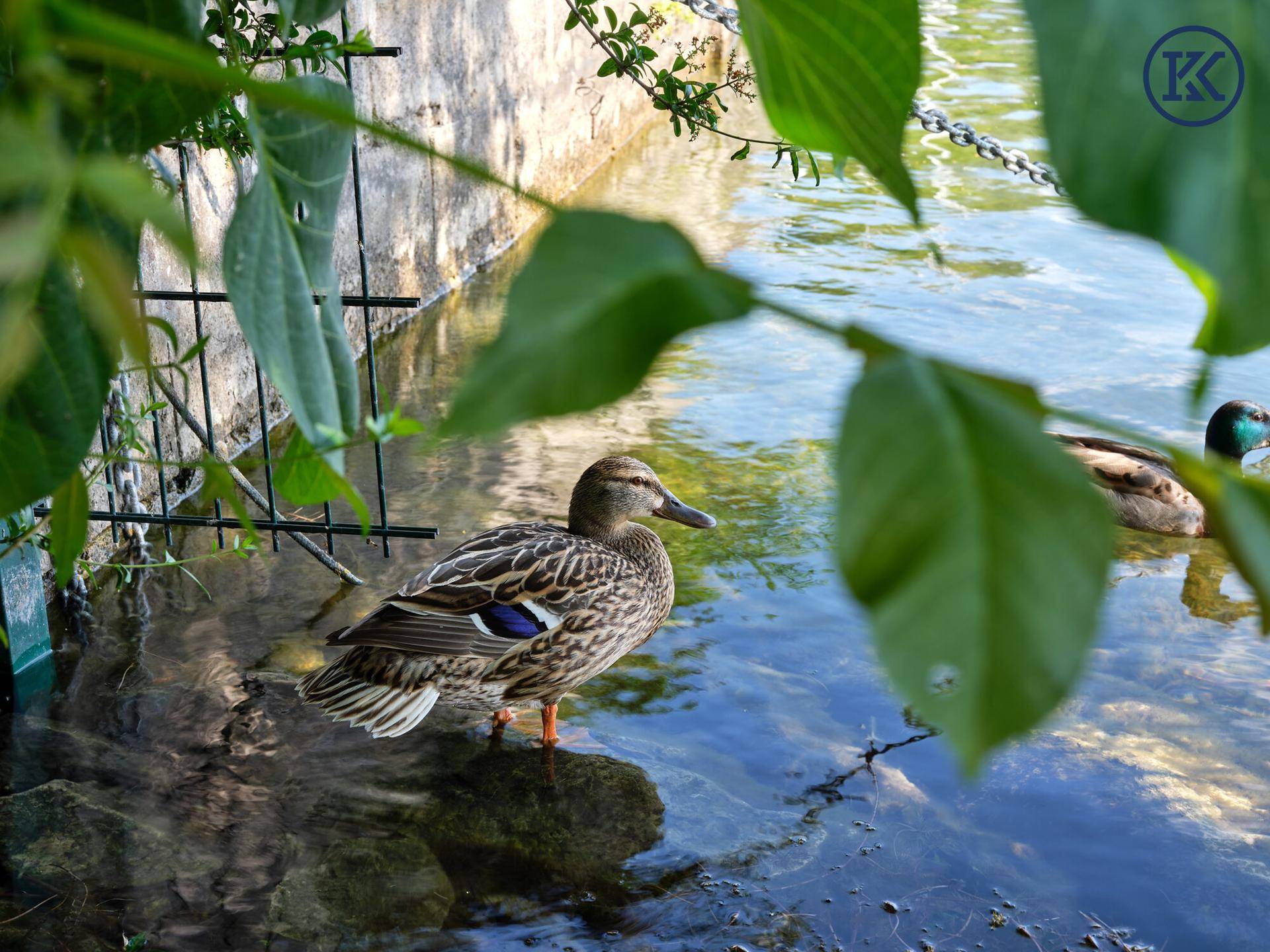 Enten im Wasser am Ufer, umgeben von grünen Blättern und klarem Wasser.