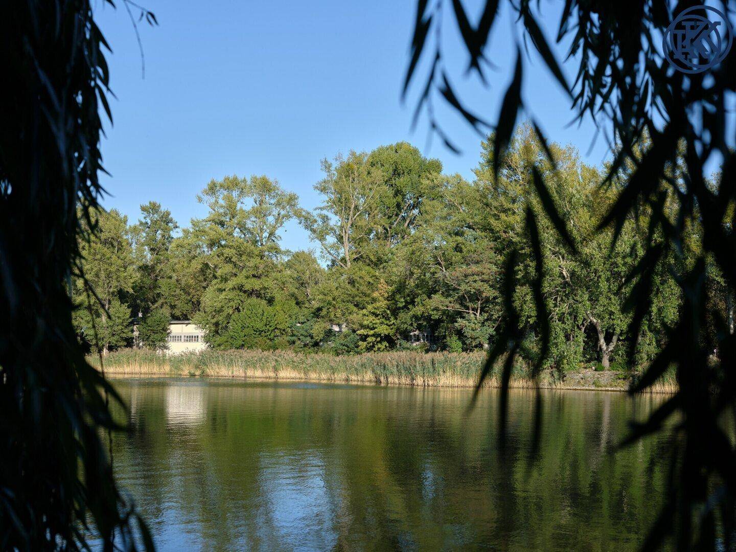 Ruhiger See umgeben von dichtem Grün, eingerahmt von herabhängenden Baumblättern.