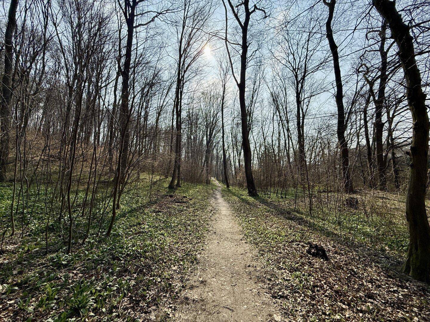 Ein schmaler Pfad führt durch einen lichten Wald mit kahlen Bäumen, durch die die Sonne scheint.