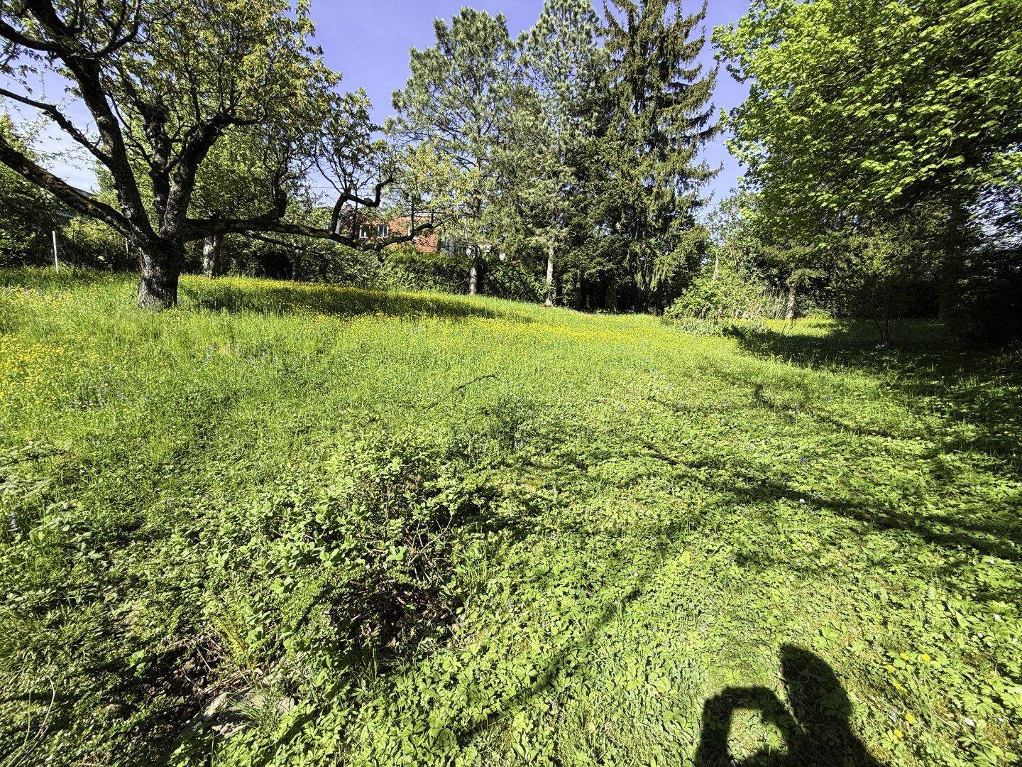 Weitläufige, sonnige Gartenfläche mit hohem Gras und Schatten spendenden Bäumen.