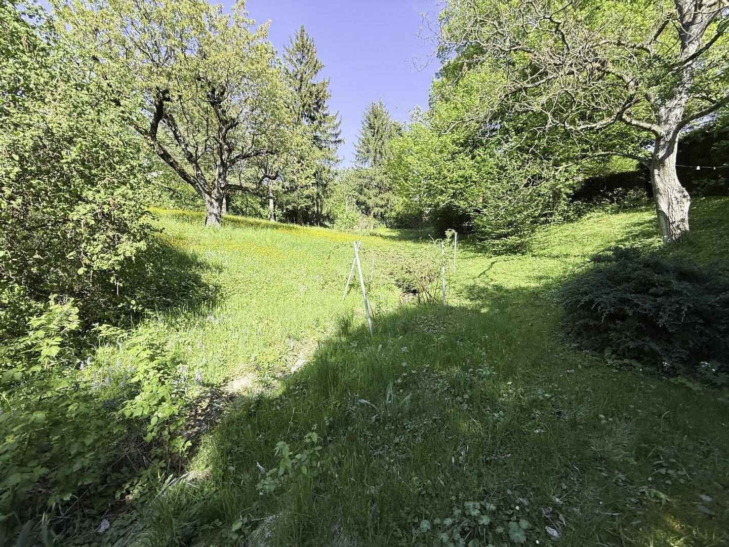 Sonnige, leicht abfallende Gartenfläche mit üppigem Grün und altem Baumbestand.