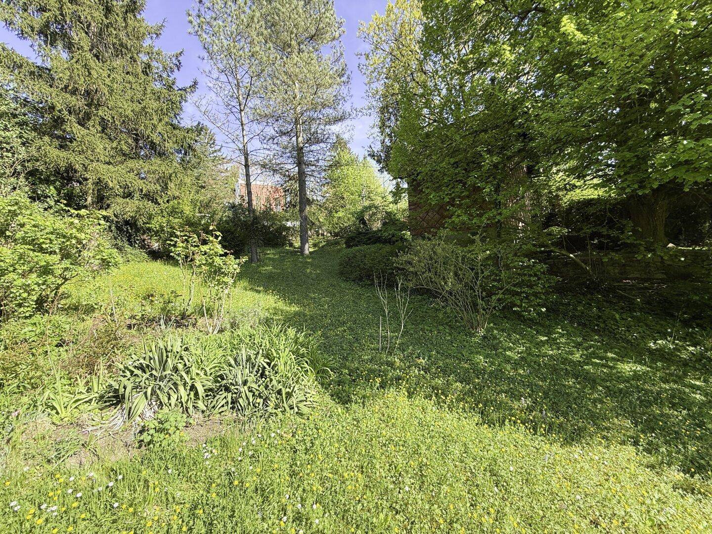 Naturbelassene Gartenfläche mit üppigem Grün, Sträuchern und Bäumen im Hintergrund.