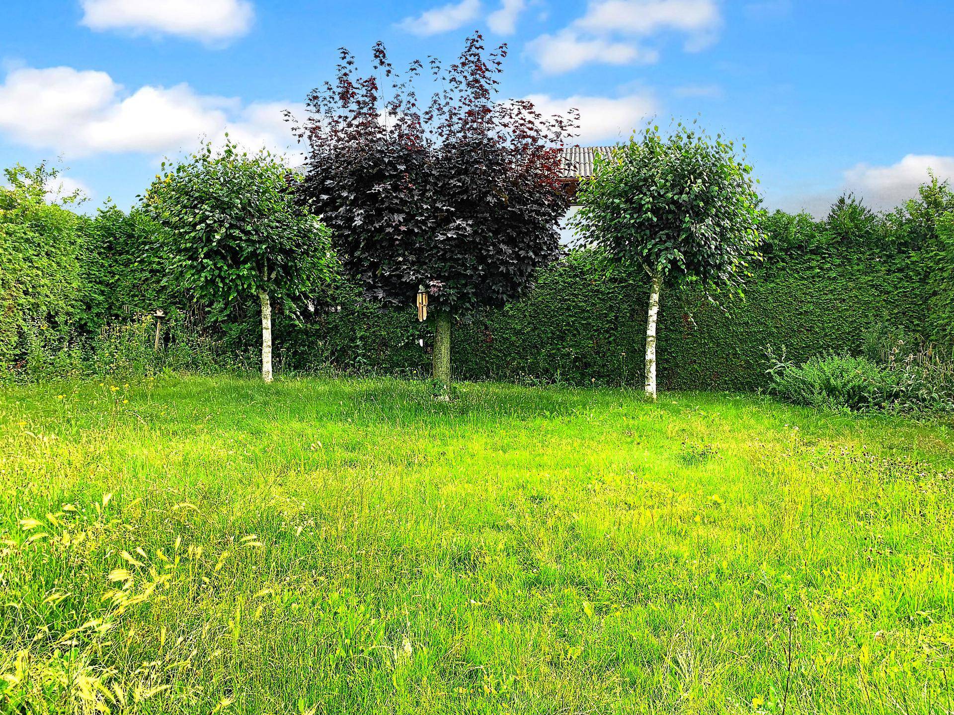 Gepflegter Gartenbereich mit verschiedenen Bäumen und einer dichten Hecke als Sichtschutz.
