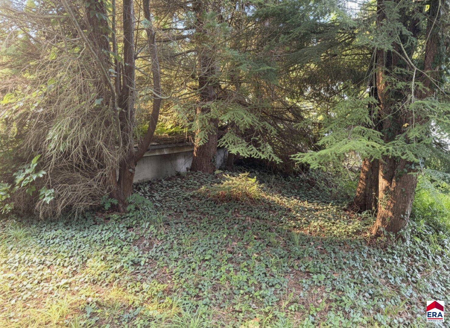 Schattiger Gartenbereich mit dichtem Efeubewuchs am Boden und hohen Bäumen.