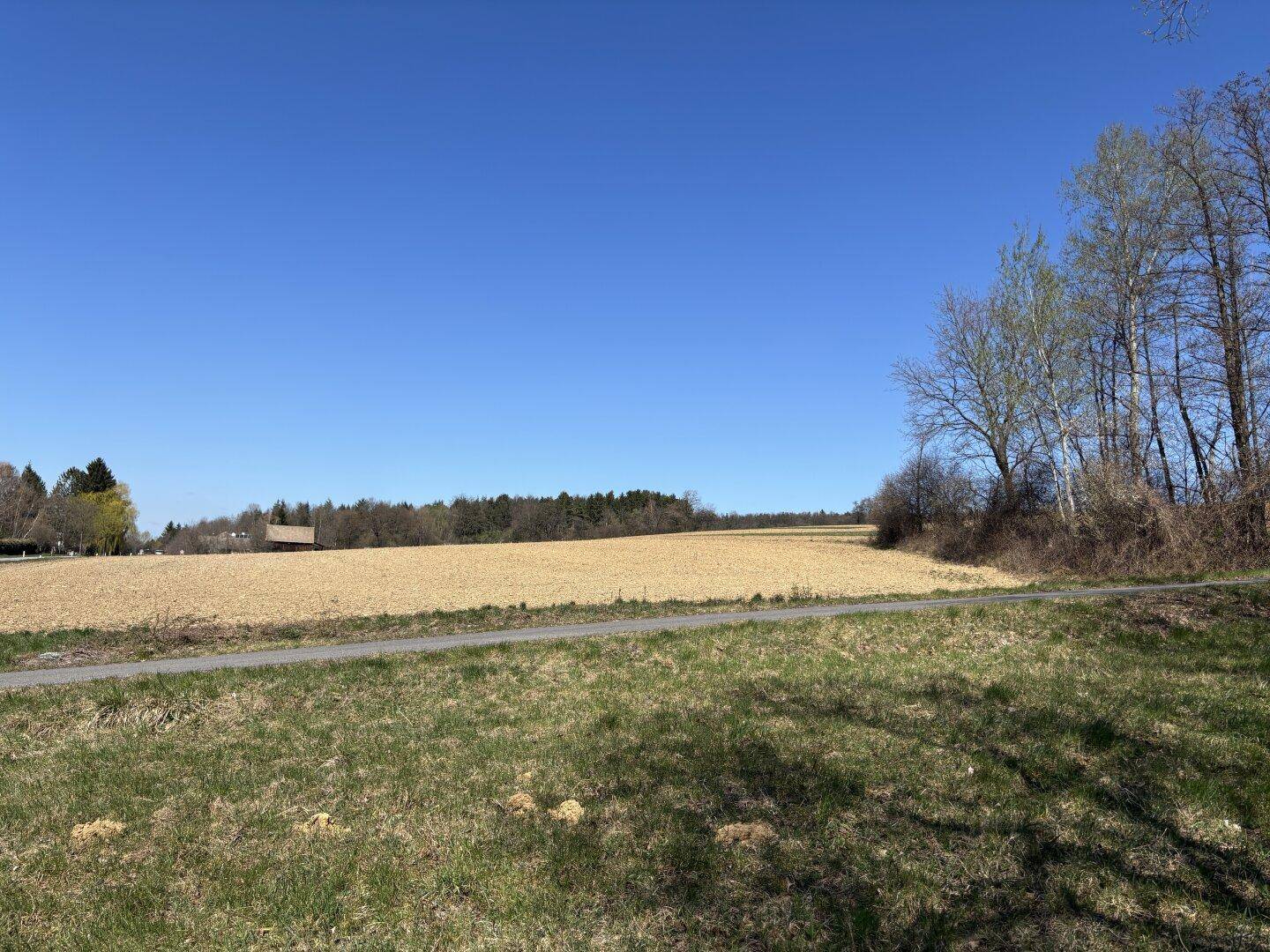 Blick über ein Feld mit einer kleinen Straße und Bäumen am Rand unter strahlend blauem Himmel.