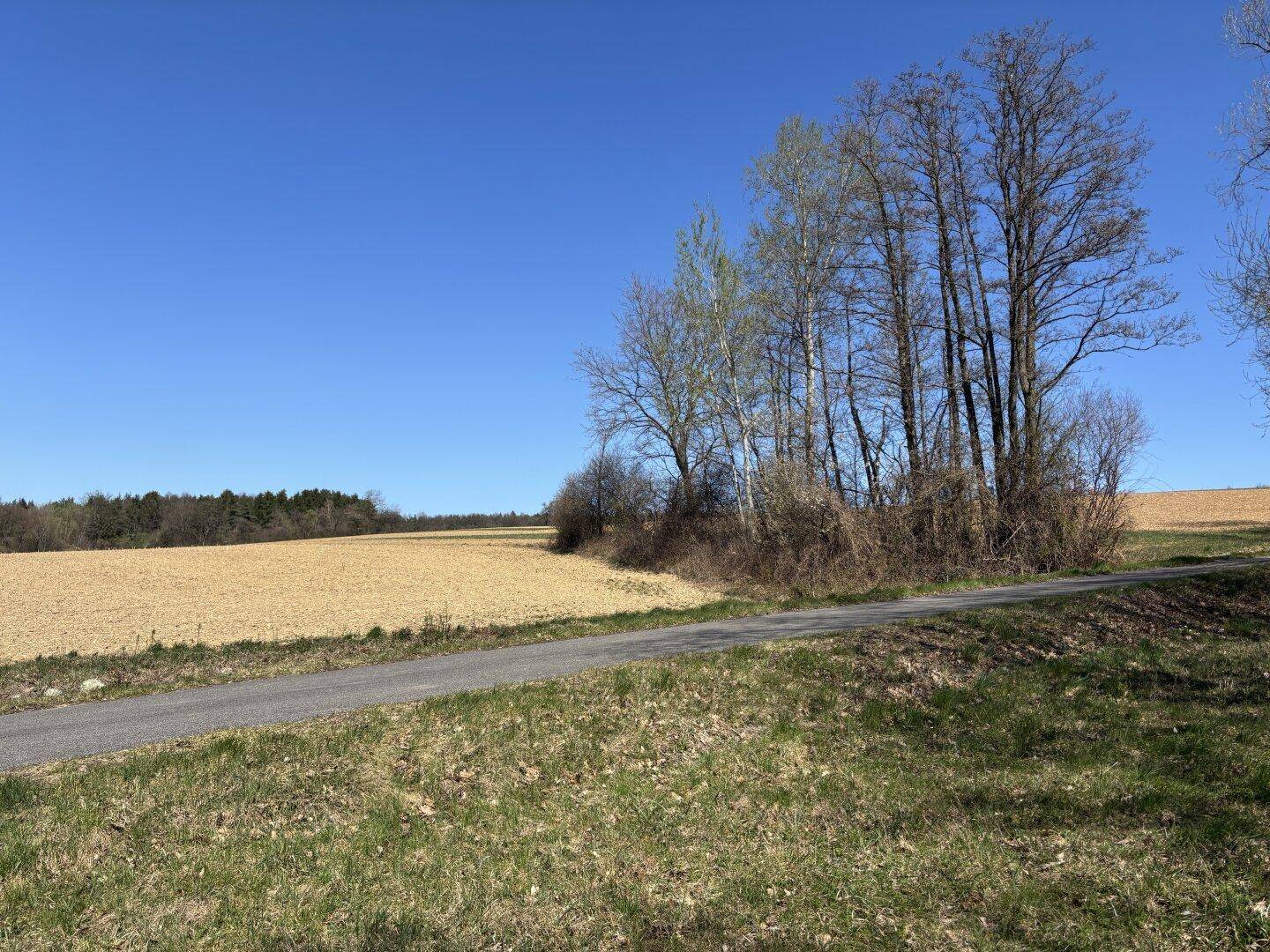 Ländliche Szenerie mit einem Feld, einer schmalen Straße und einer Gruppe von Bäumen am Wegesrand.
