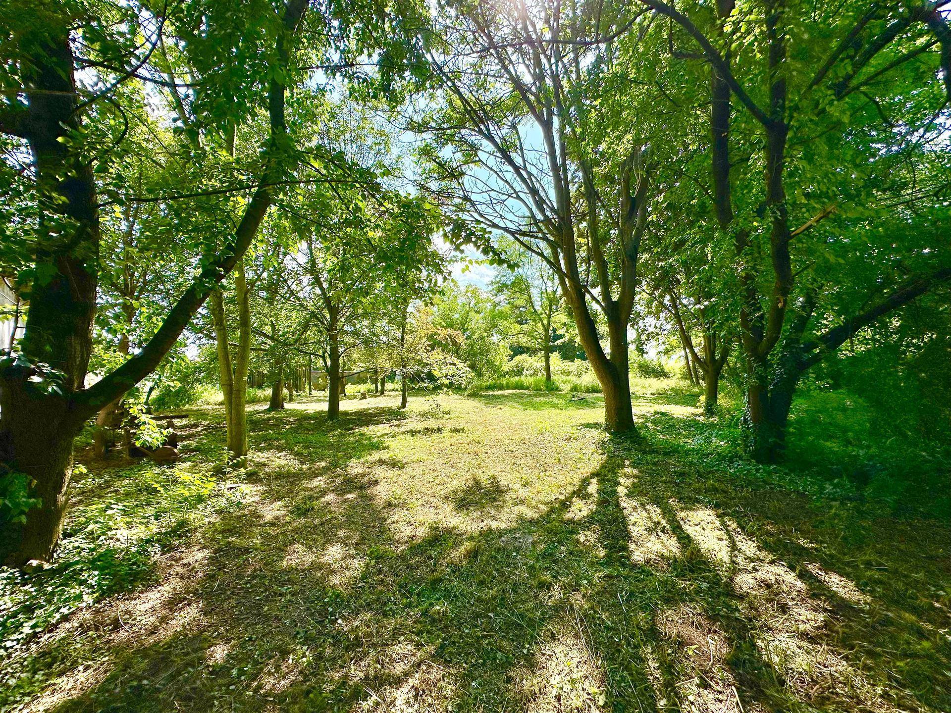 Weitläufiger, sonniger Garten mit vielen hohen Bäumen und einer offenen Rasenfläche, die zum Verweilen einlädt.