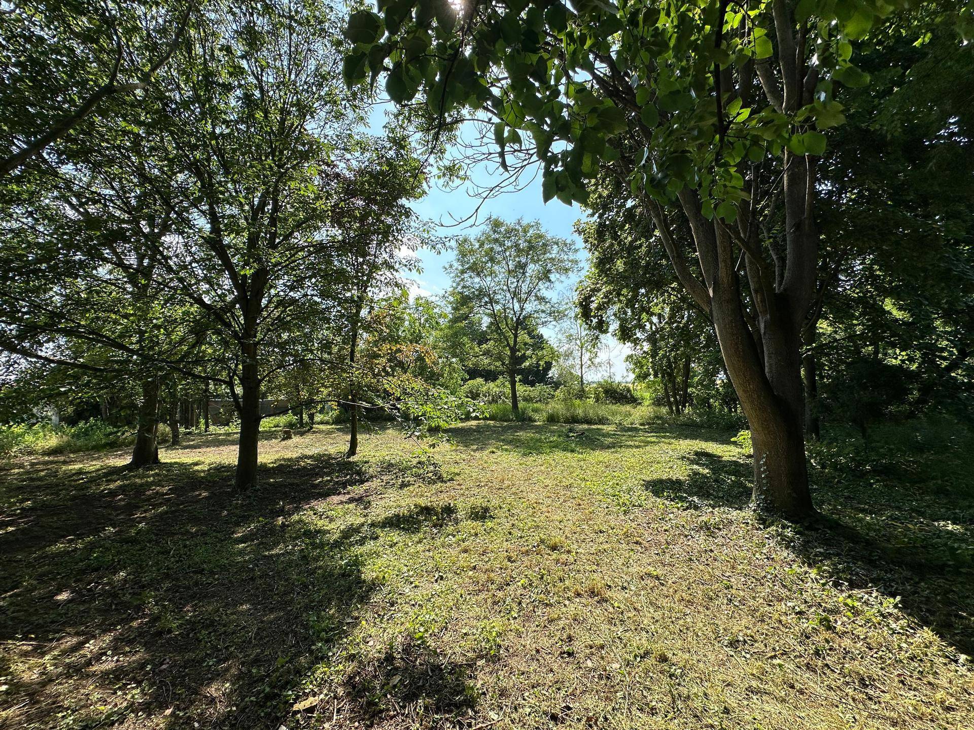 Sonniges, weitläufiges Gartengrundstück mit altem Baumbestand und viel Grünfläche.