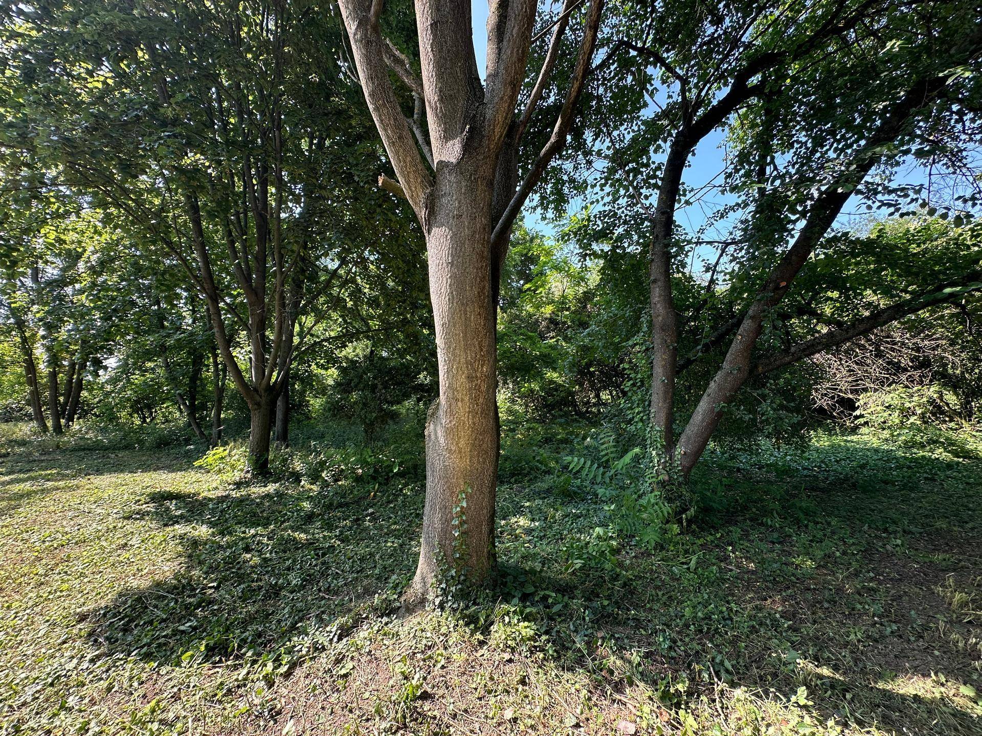 Dicker Baumstamm in einem naturbelassenen Gartenbereich mit viel Grün.