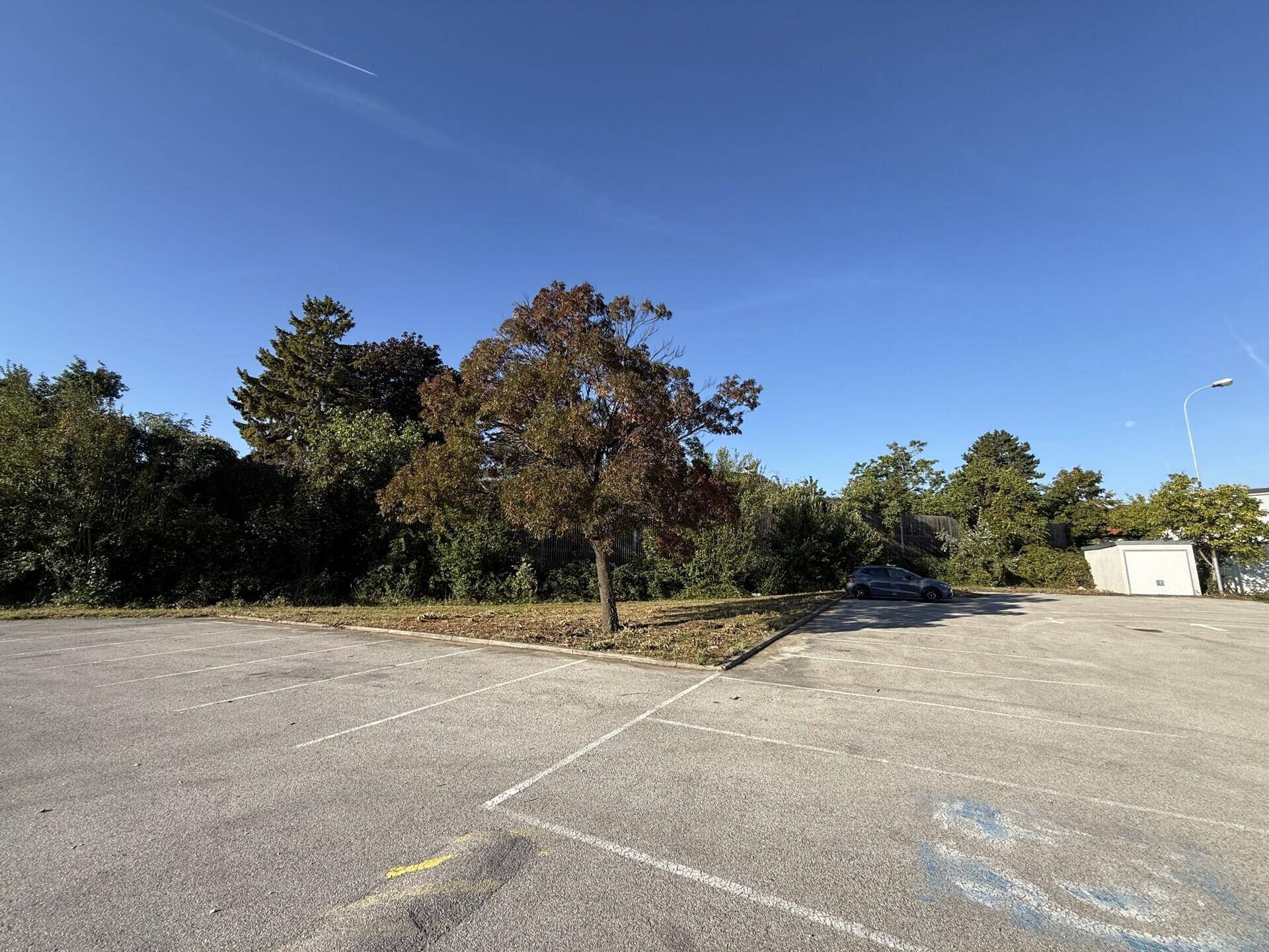Ein leerer Asphaltparkplatz mit Markierungen, umgeben von Bäumen und einem einzelnen Baum mit herbstlichem Laub.