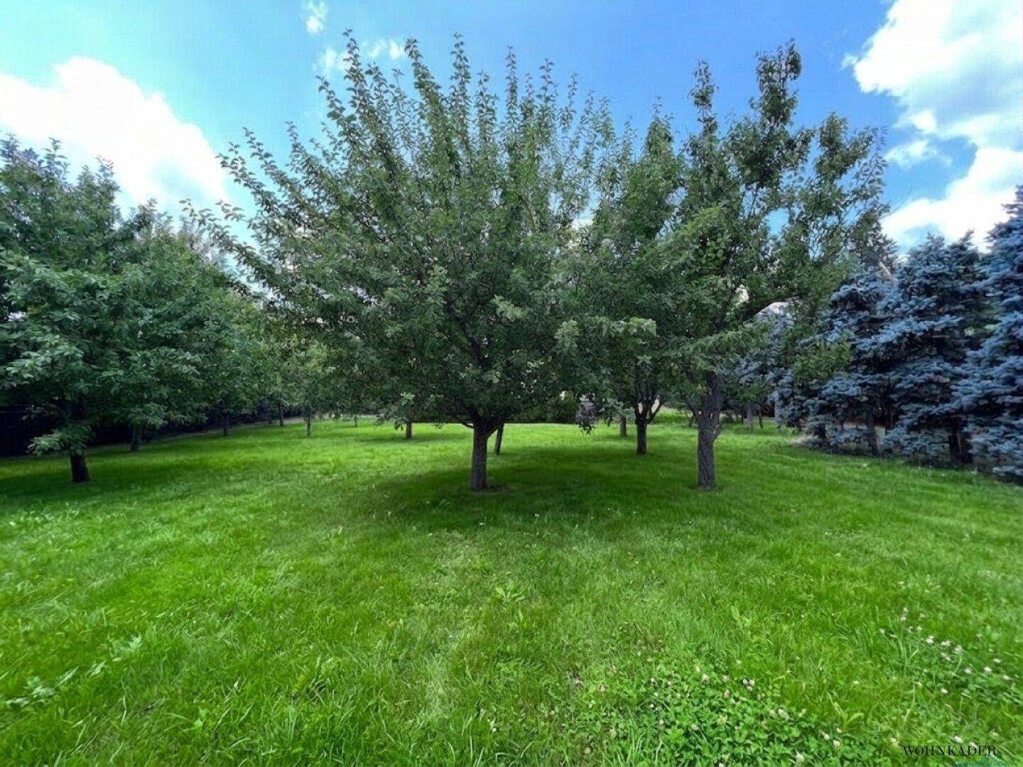 Großer, sonniger Garten mit weitläufigem Rasen und vielen alten Bäumen.