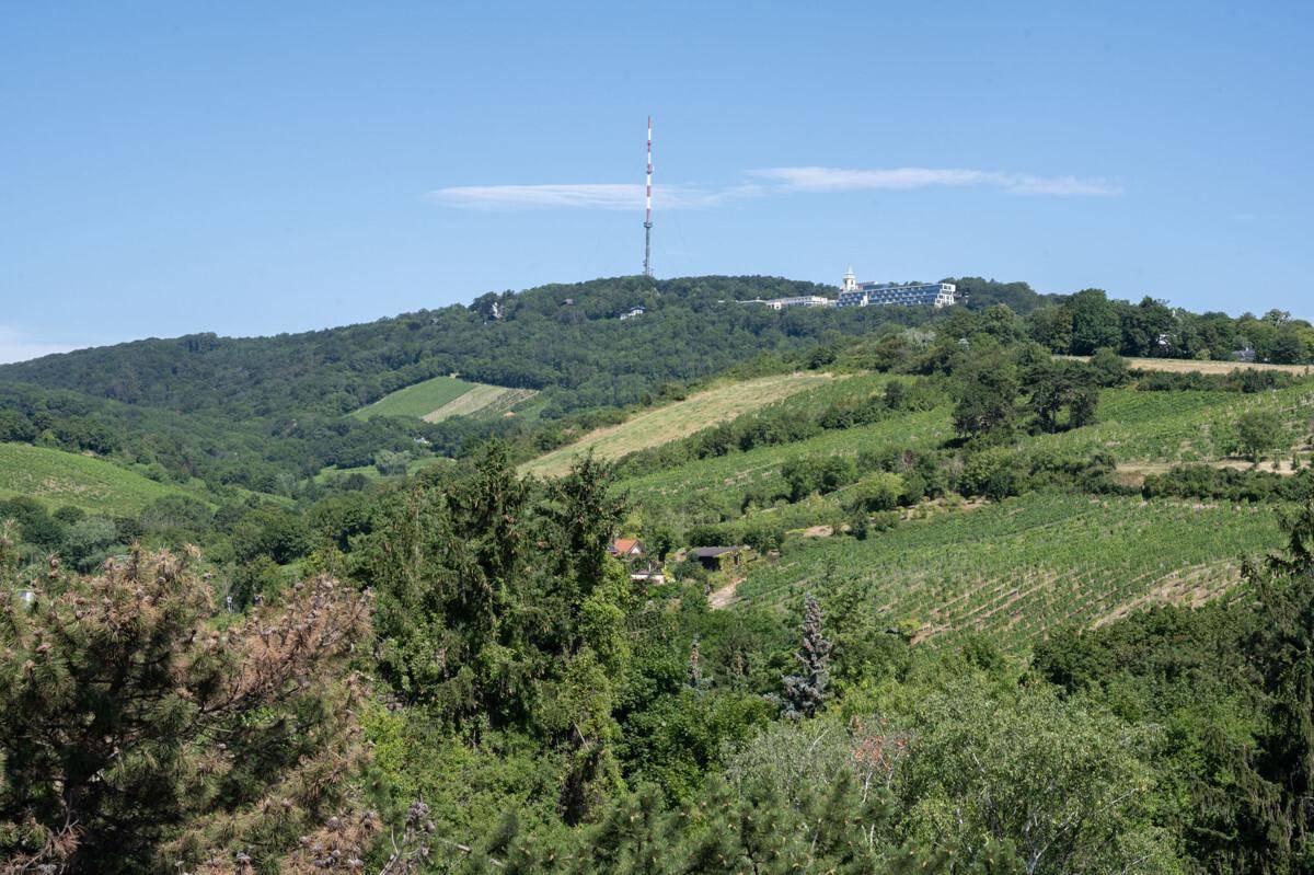 Weite Aussicht auf bewaldete Hügel, Weinberge und einen Sendeturm in der Ferne unter blauem Himmel.
