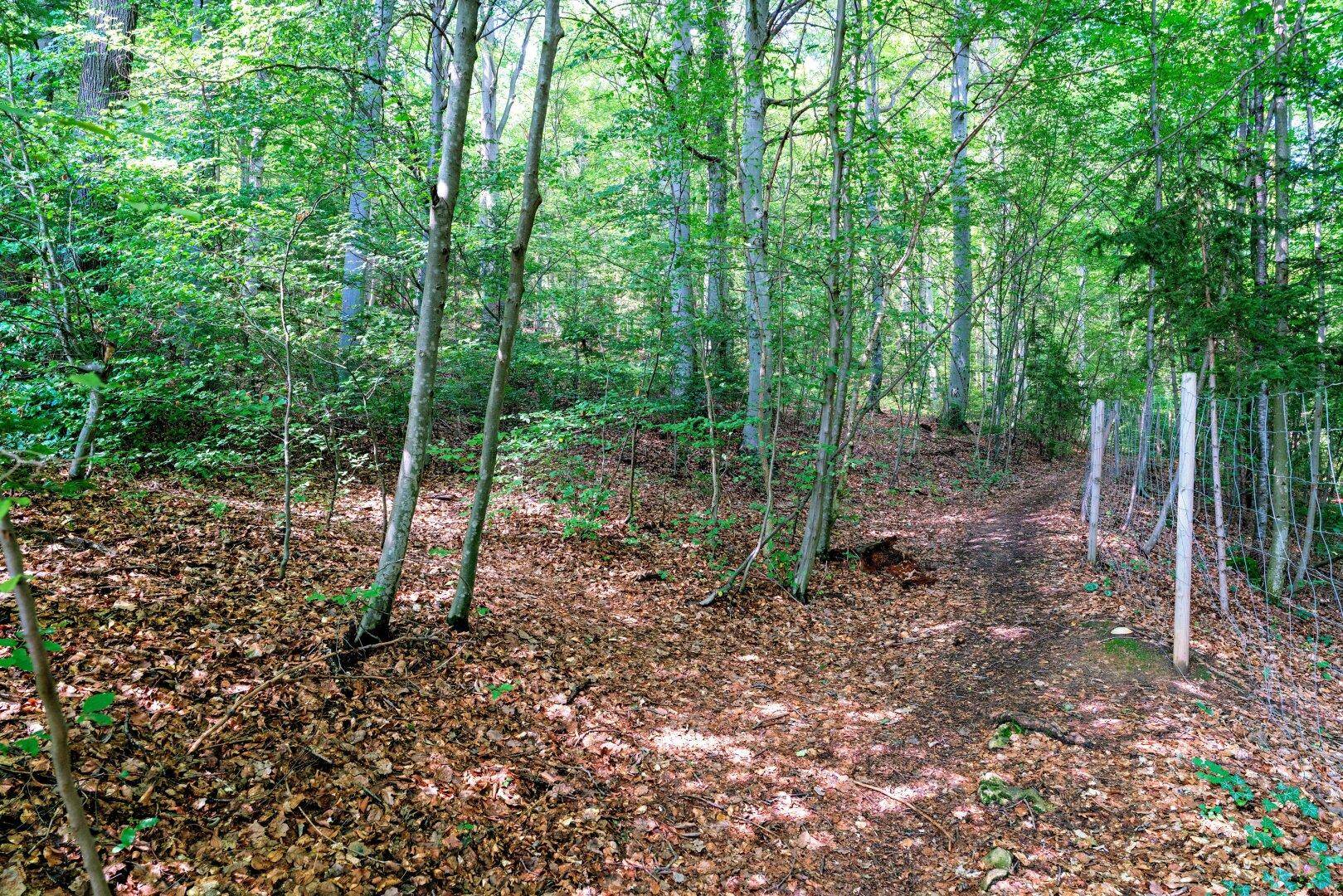 Waldweg mit Laub bedeckt, umgeben von hohen Bäumen und dichtem Unterholz.