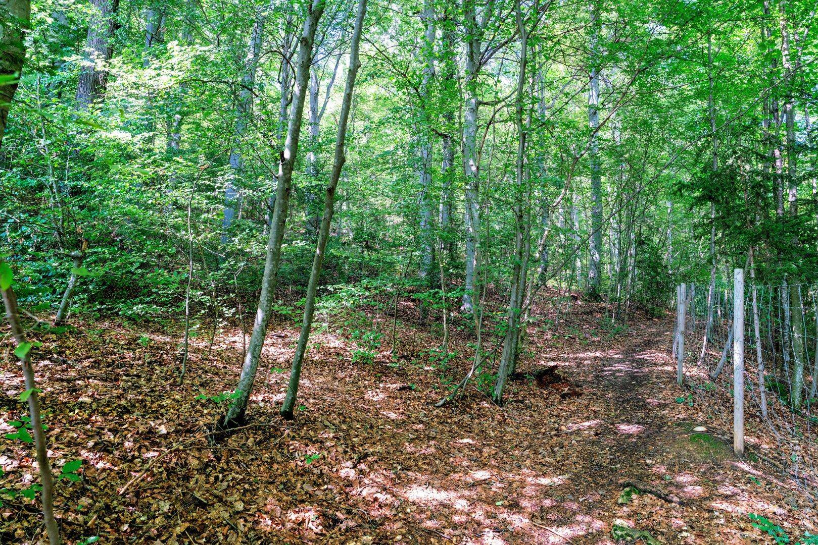 Lichtdurchfluteter Waldweg, umgeben von hohen Bäumen und üppigem Grün.